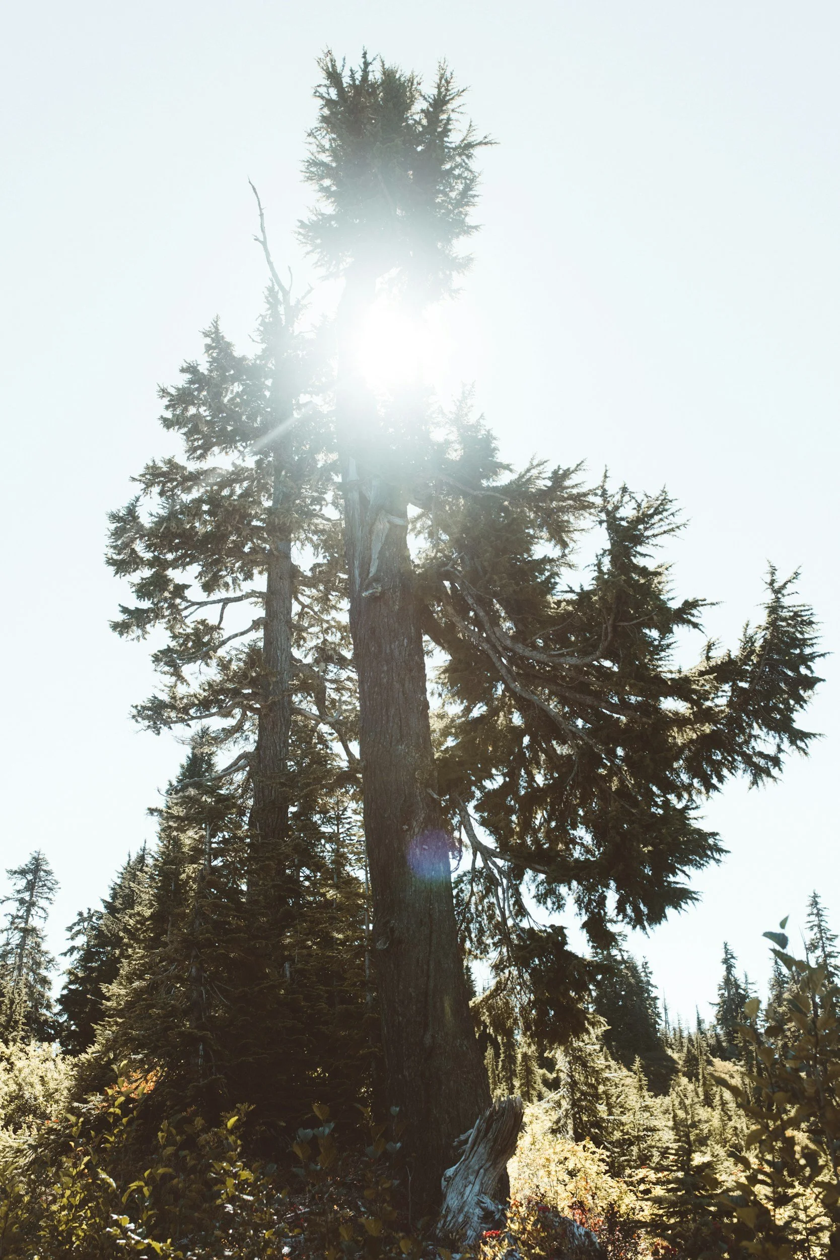 unsplash-image-XJIdDFR19LE.jpg