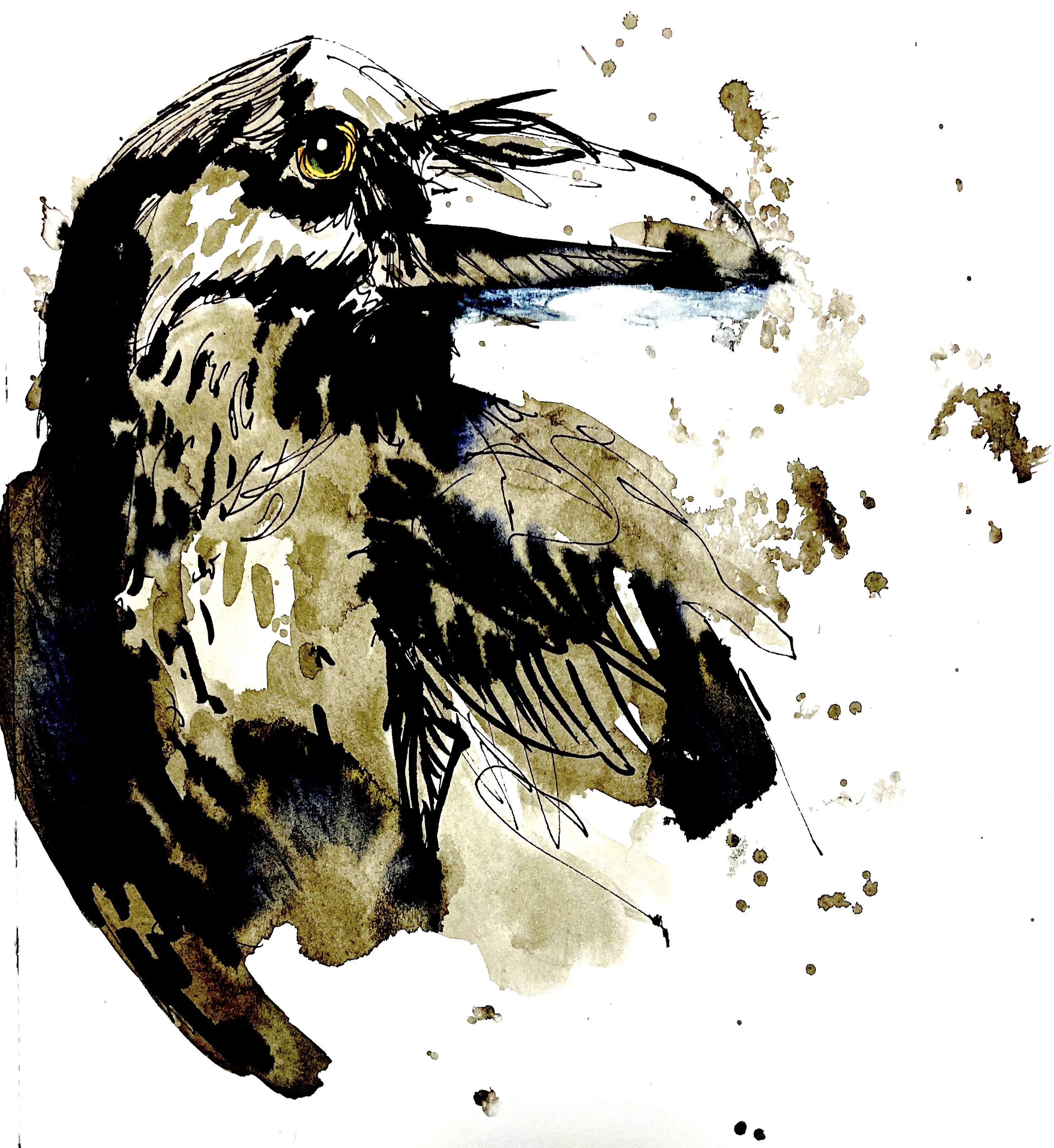 Ink Study of Raven, NFS