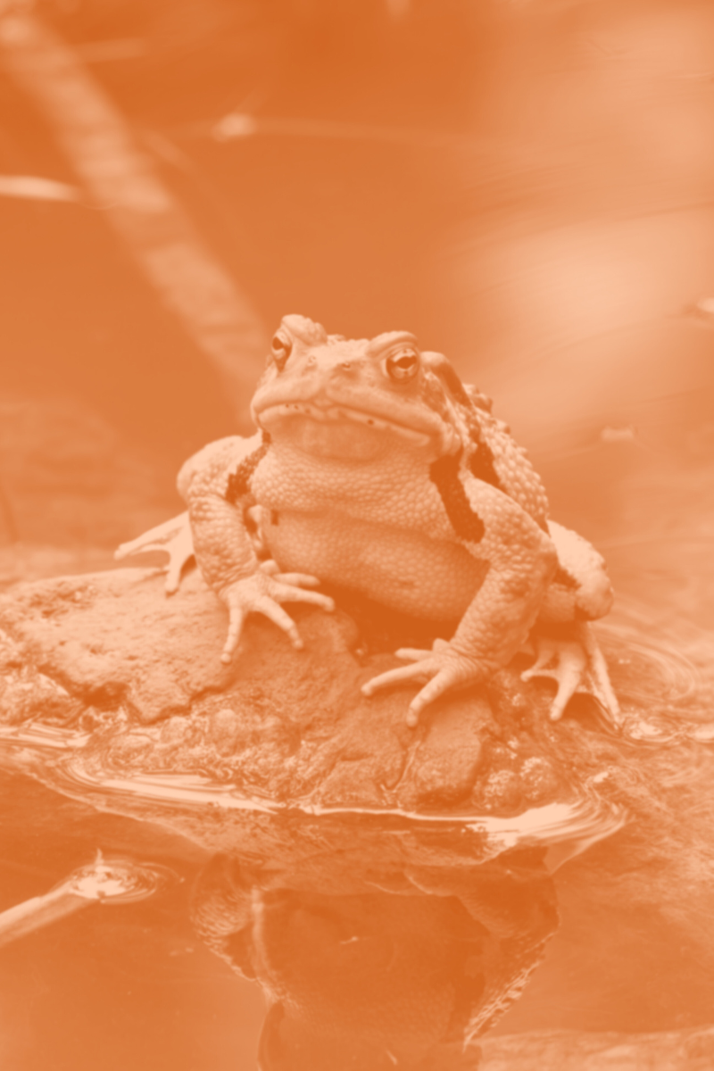 Image of a frog sitting on a rock