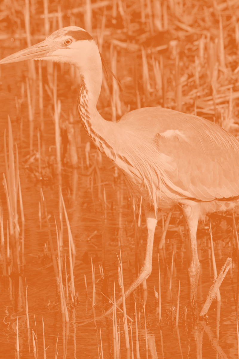 Image of a sandhill crane.