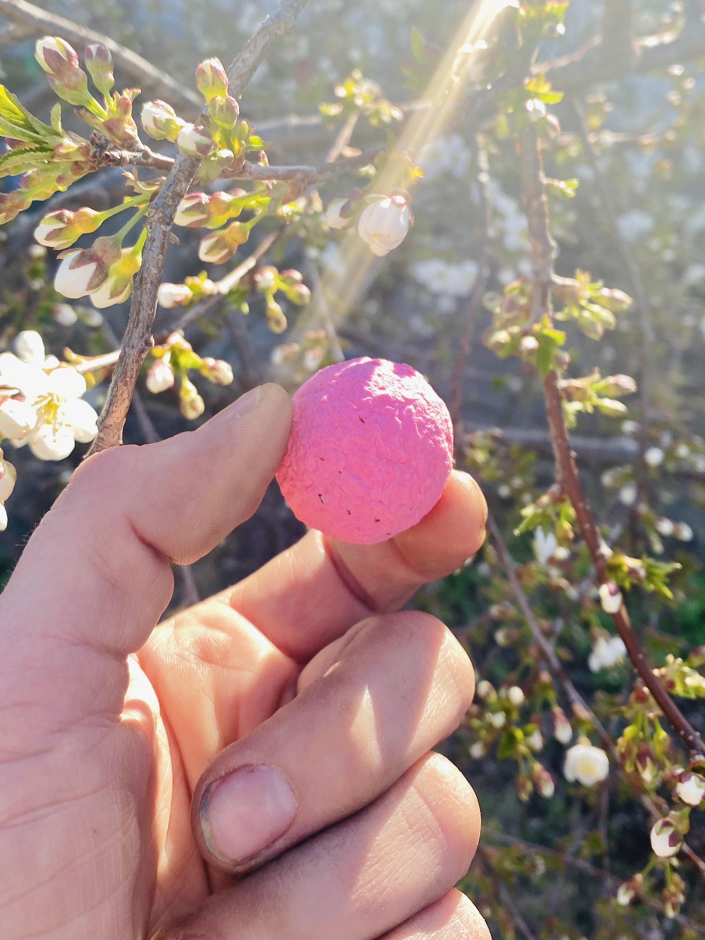 Blossom Songs: Seed Variations Remix EP | Flowers You Can Listen To