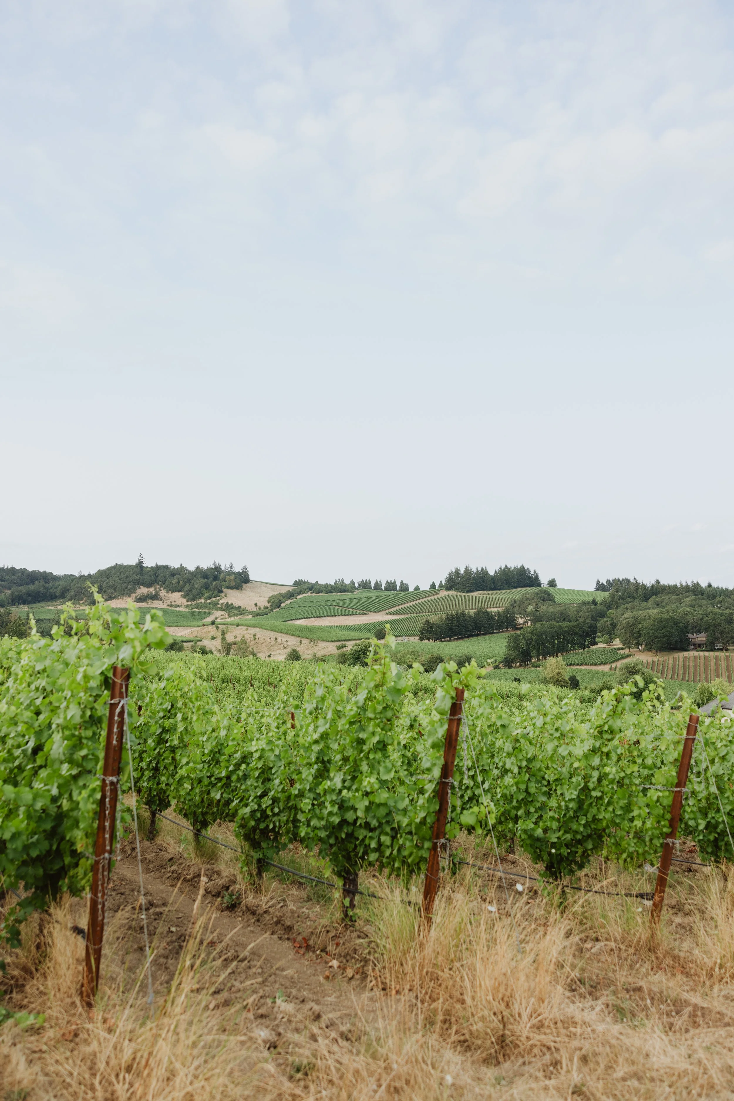 ZotollaWedding-0721.jpg