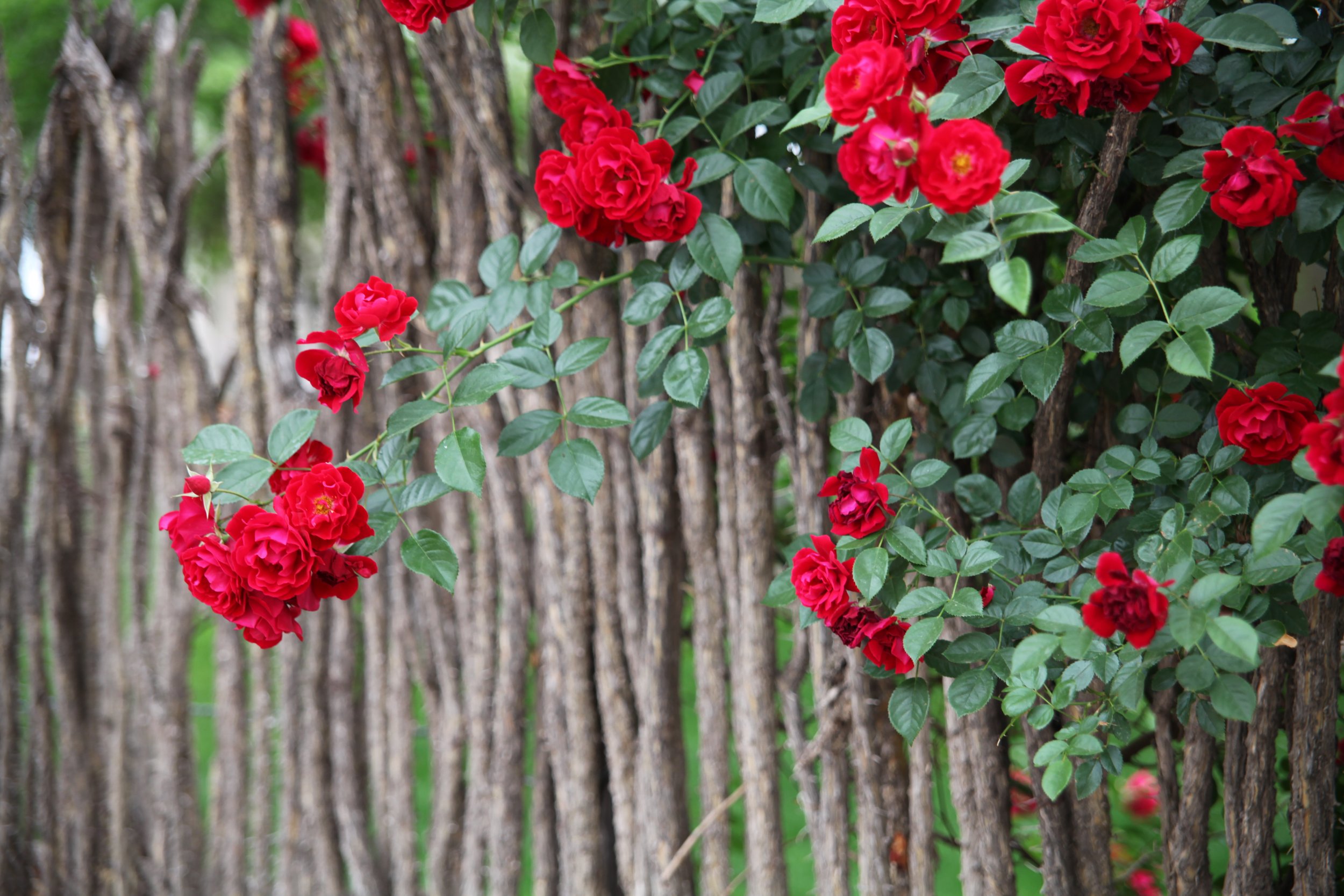 Ocotillo and Blossoms