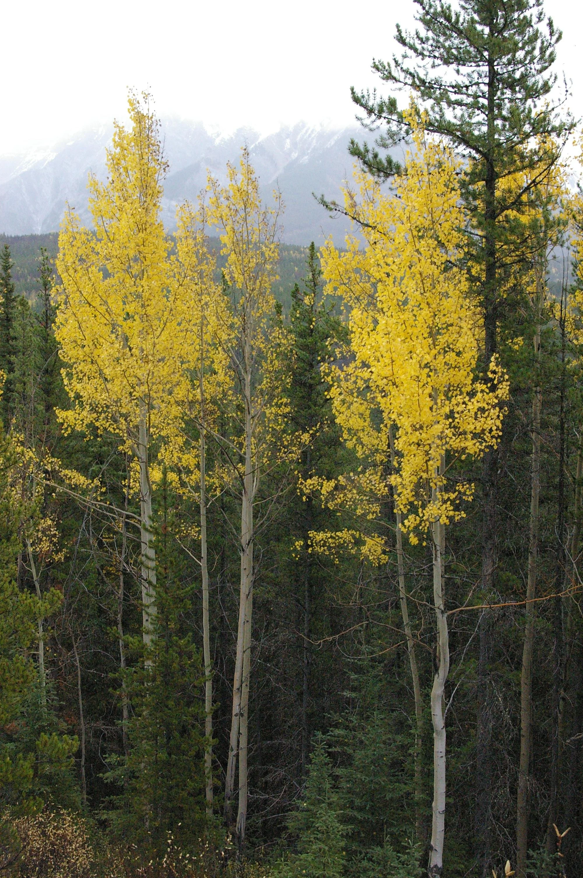 Gathering of Aspens