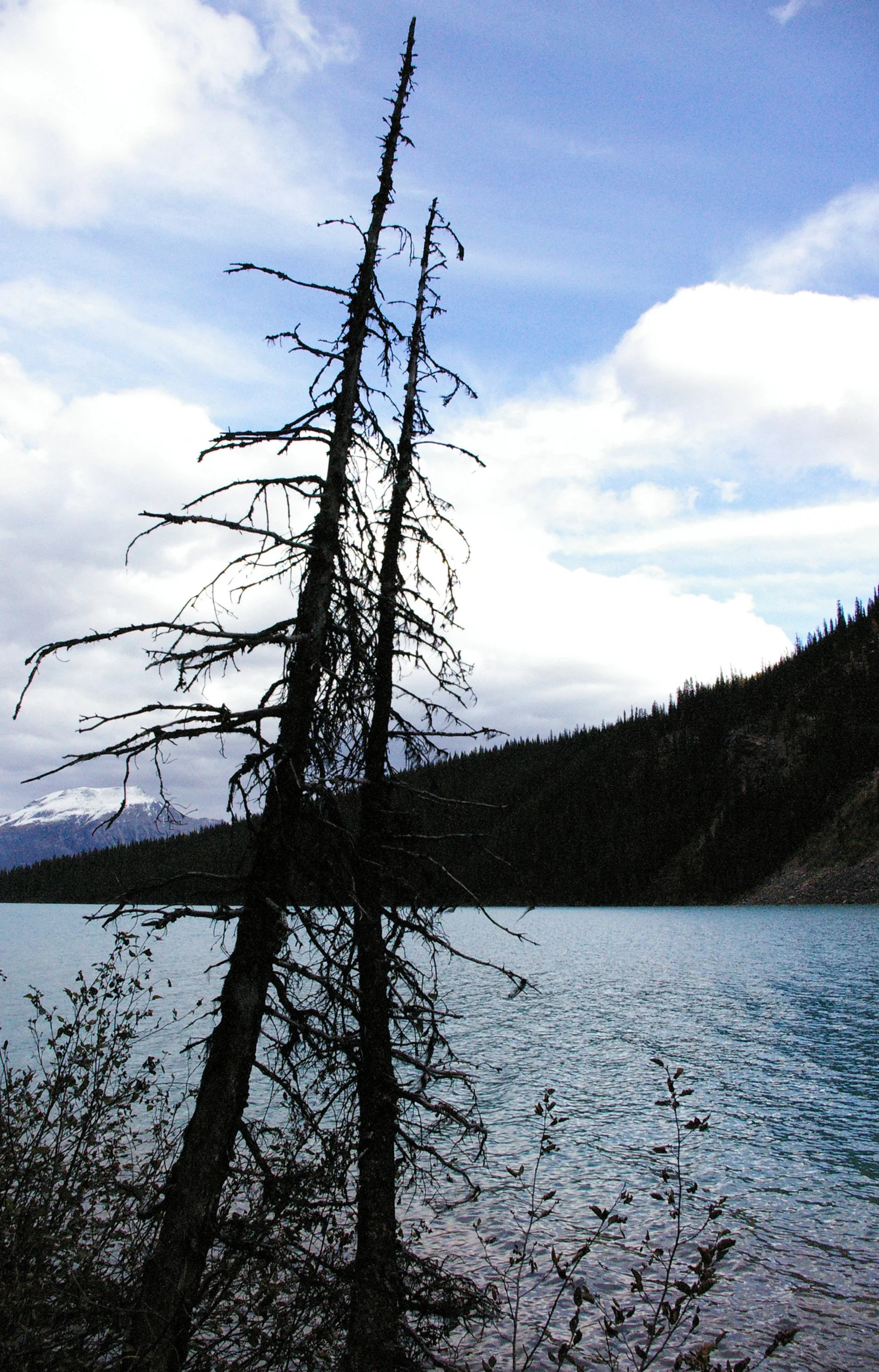 Ruggedness Along the Shore