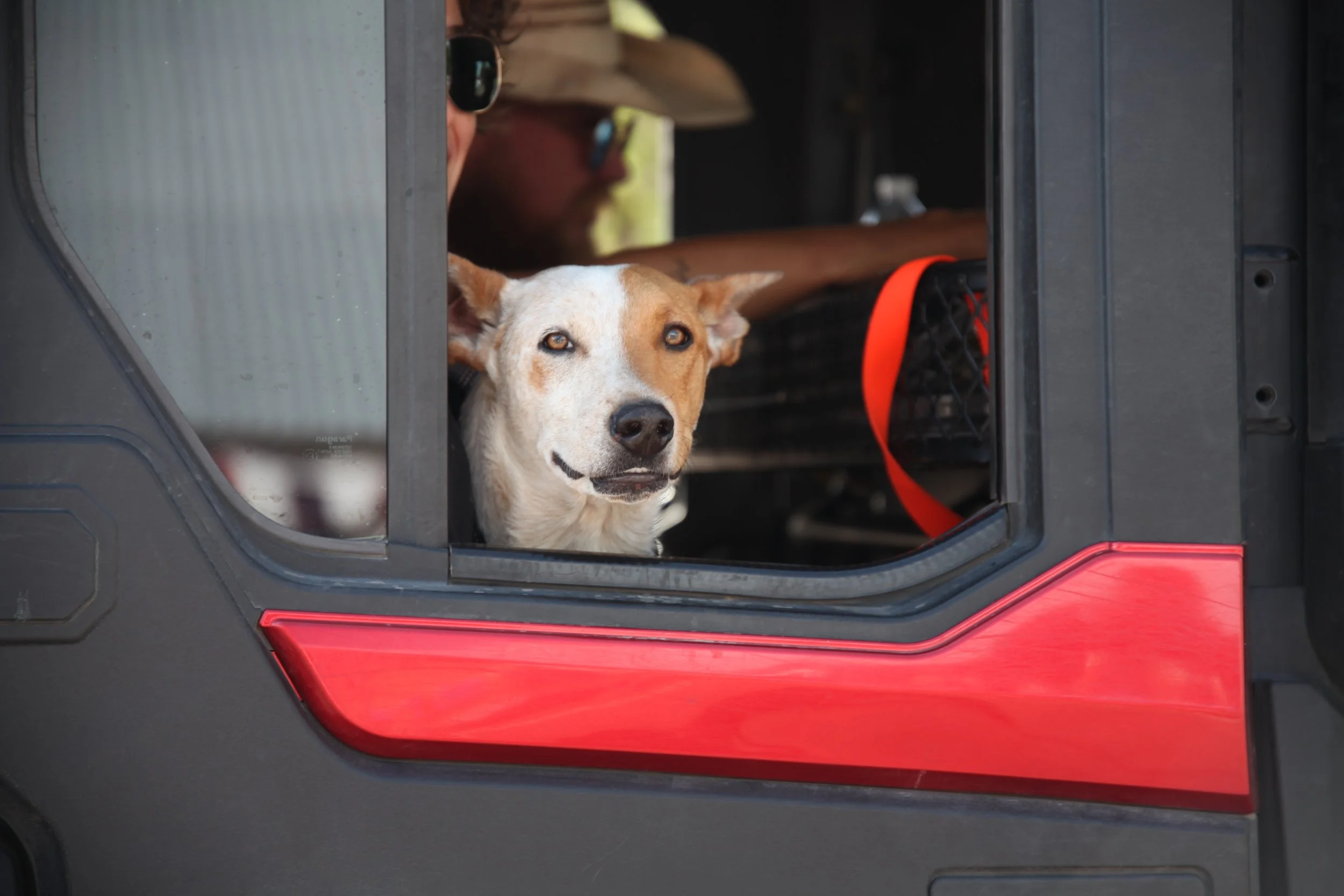 Dog in Truck