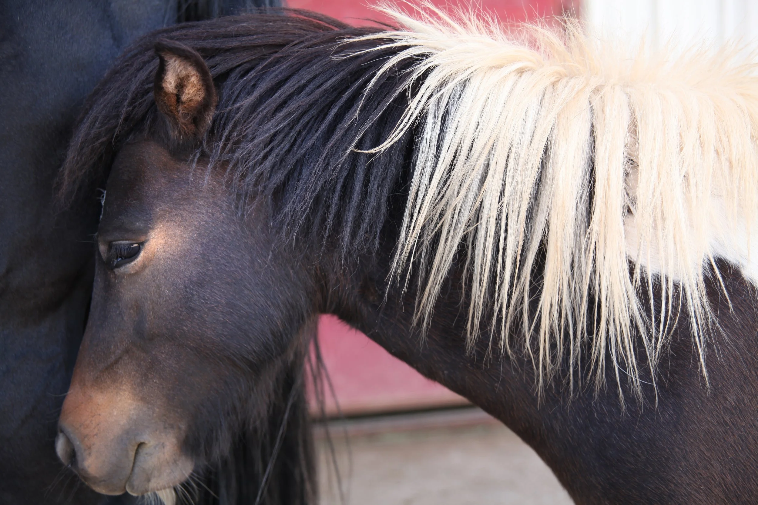 6 ESS  Pony IMG_0851 A.jpg