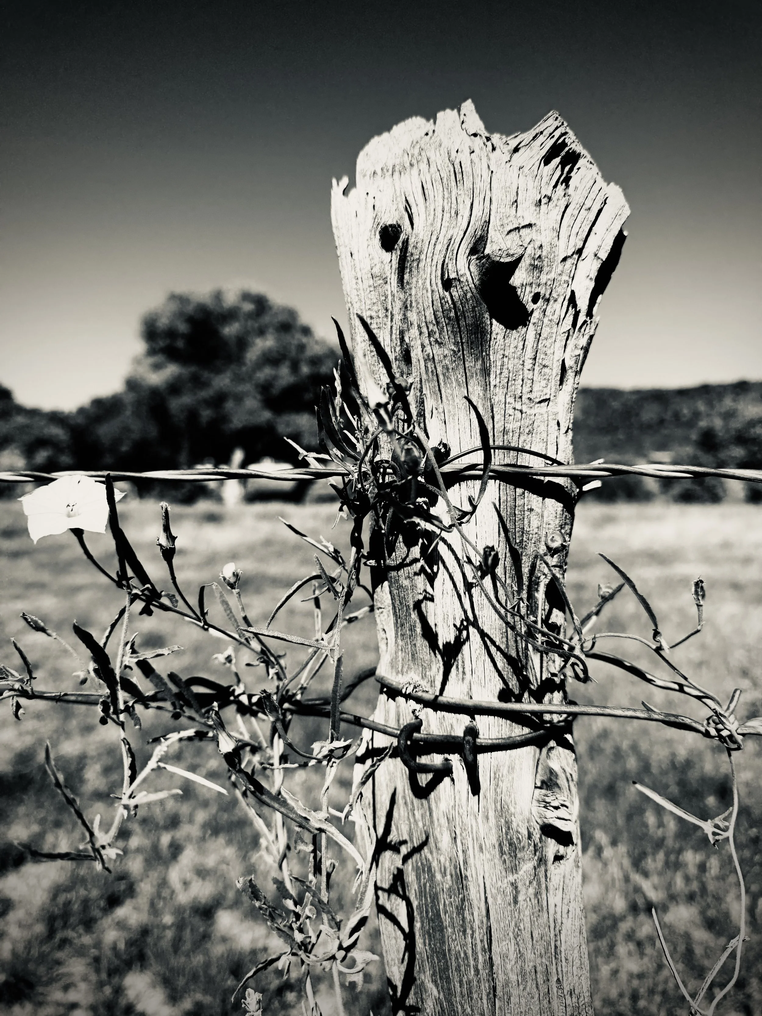 Fence Post, Fort Davis