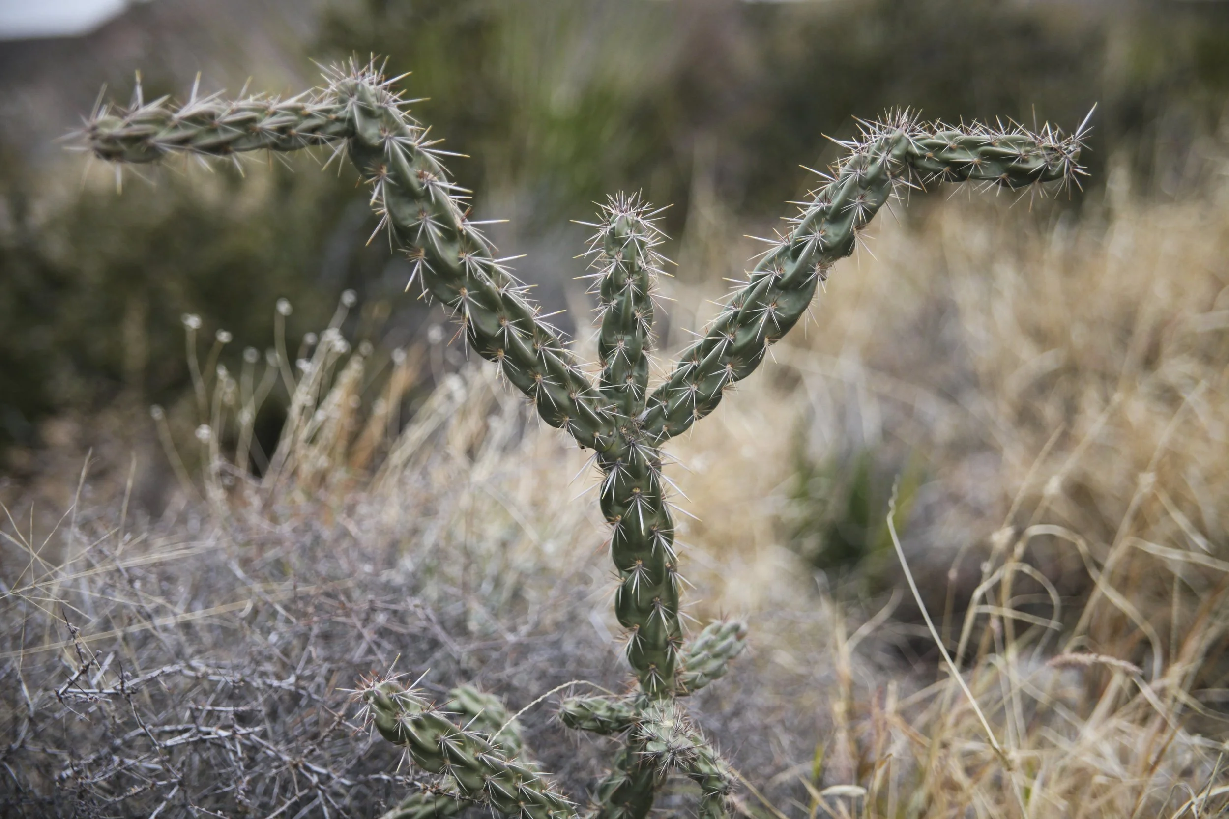 9 Mr. Cactus BBPS IMG_7260.jpg