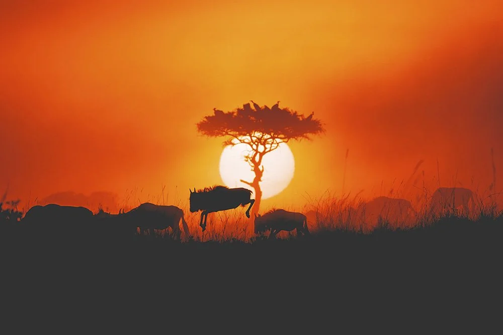 Sunset Wildebeest (1)-web sized.jpg