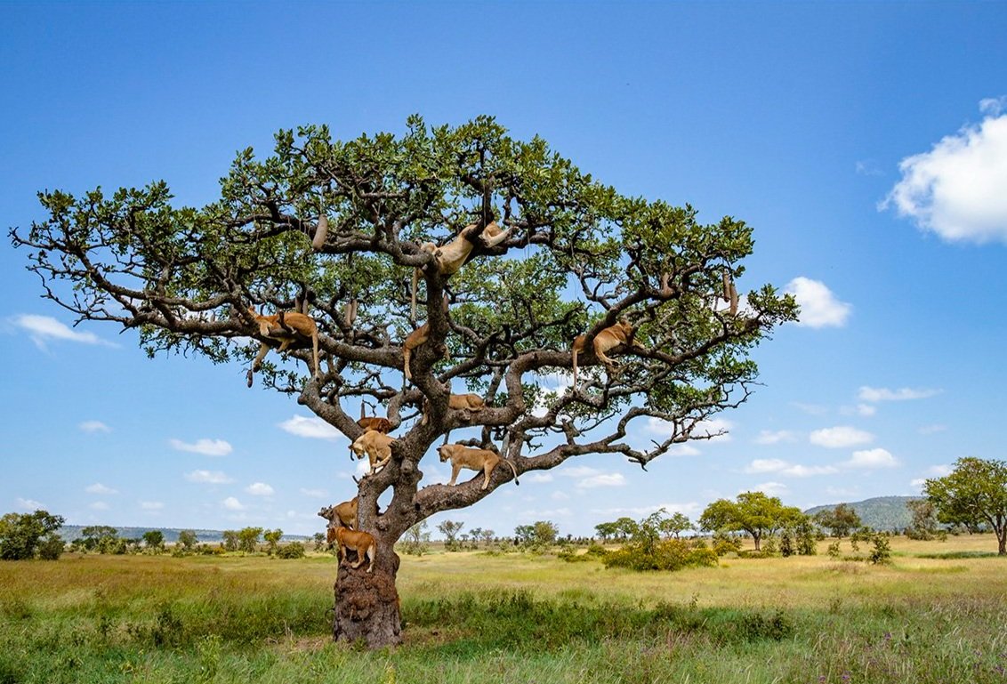 Tree Of Life