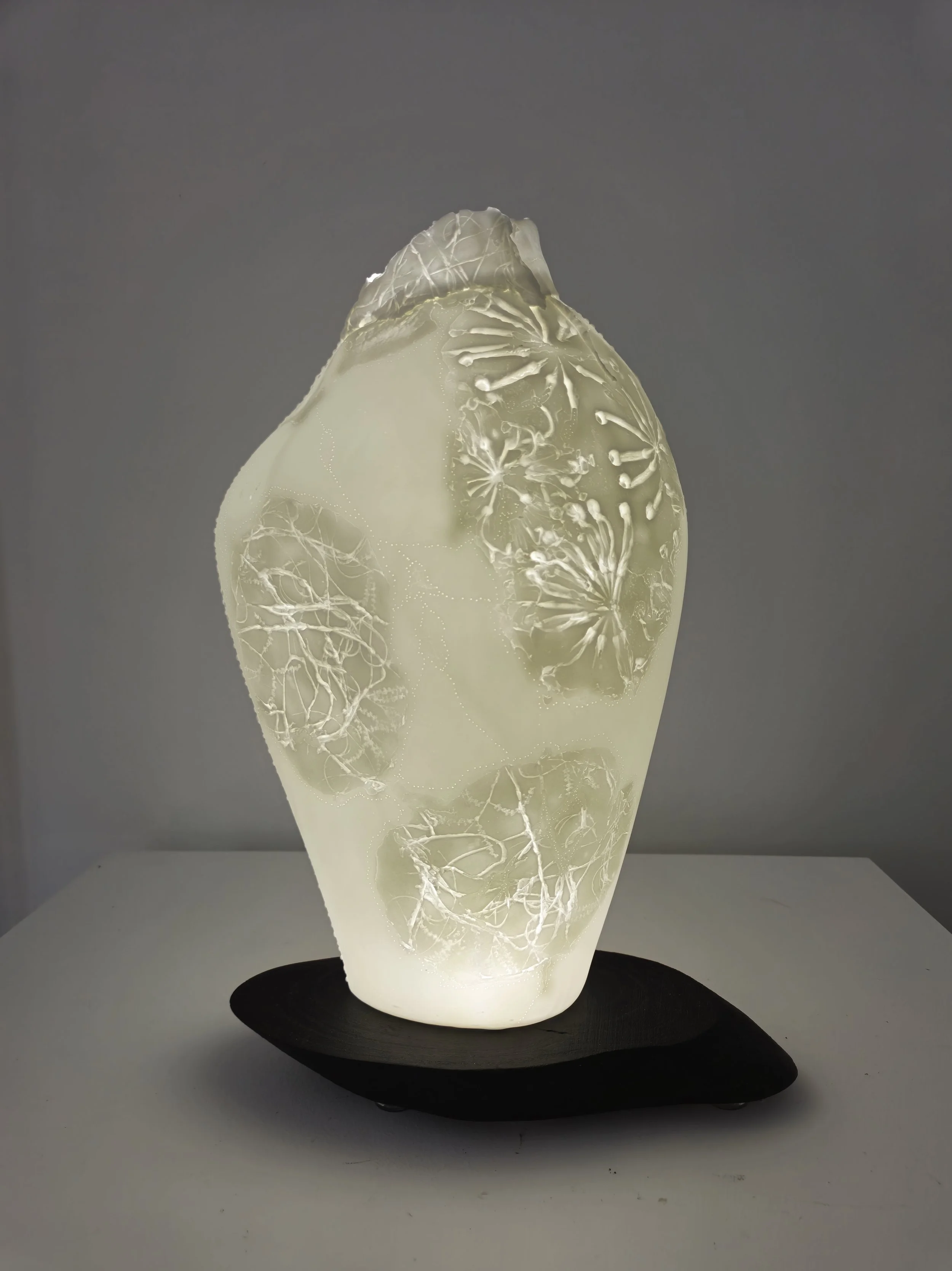 Understory -Orbicular