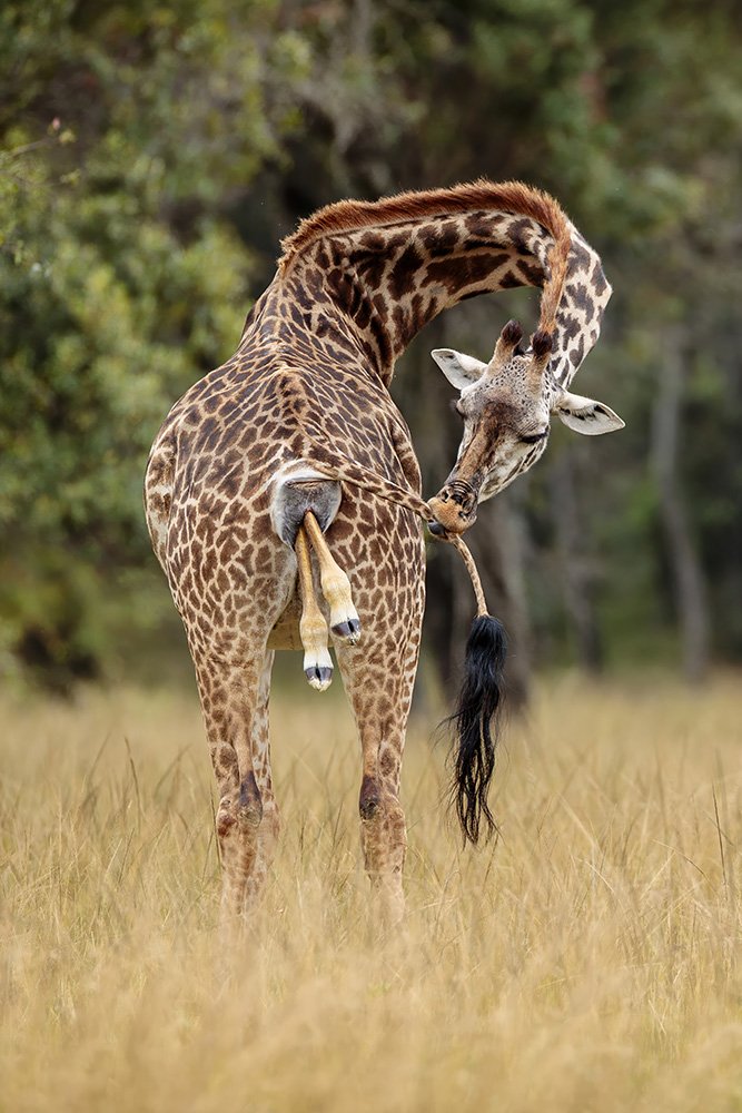 Giraffe Birth copy websize.jpg