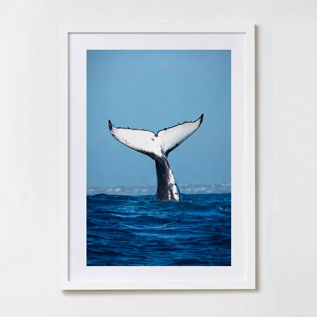 Ocean Baby - Carrie Brock - White Frame