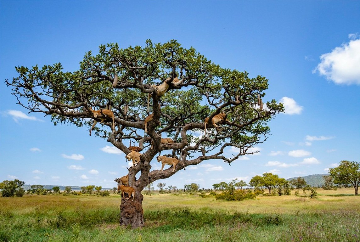 Tree+of+Life-++Bobby-Jo+Vial+A2+adjusted+3856+web.jpg