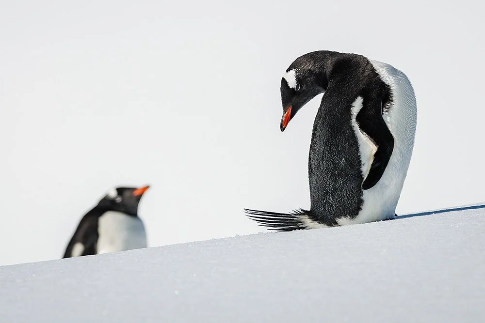 Gentoo Penguins (1)-web sized.jpg