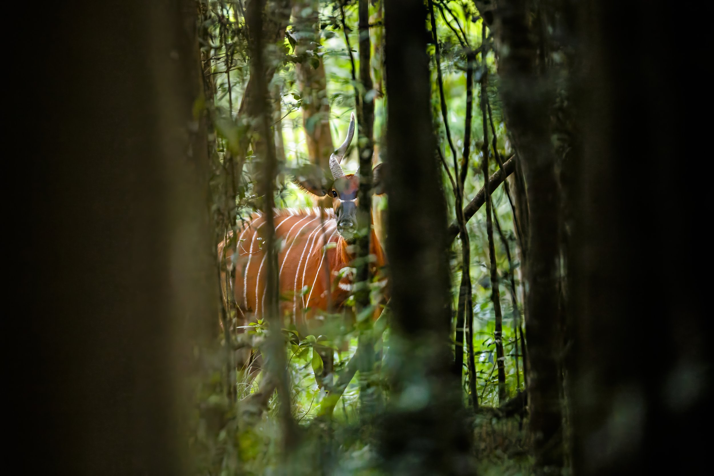 Wild Bongo ( 1 of 50)_.jpg