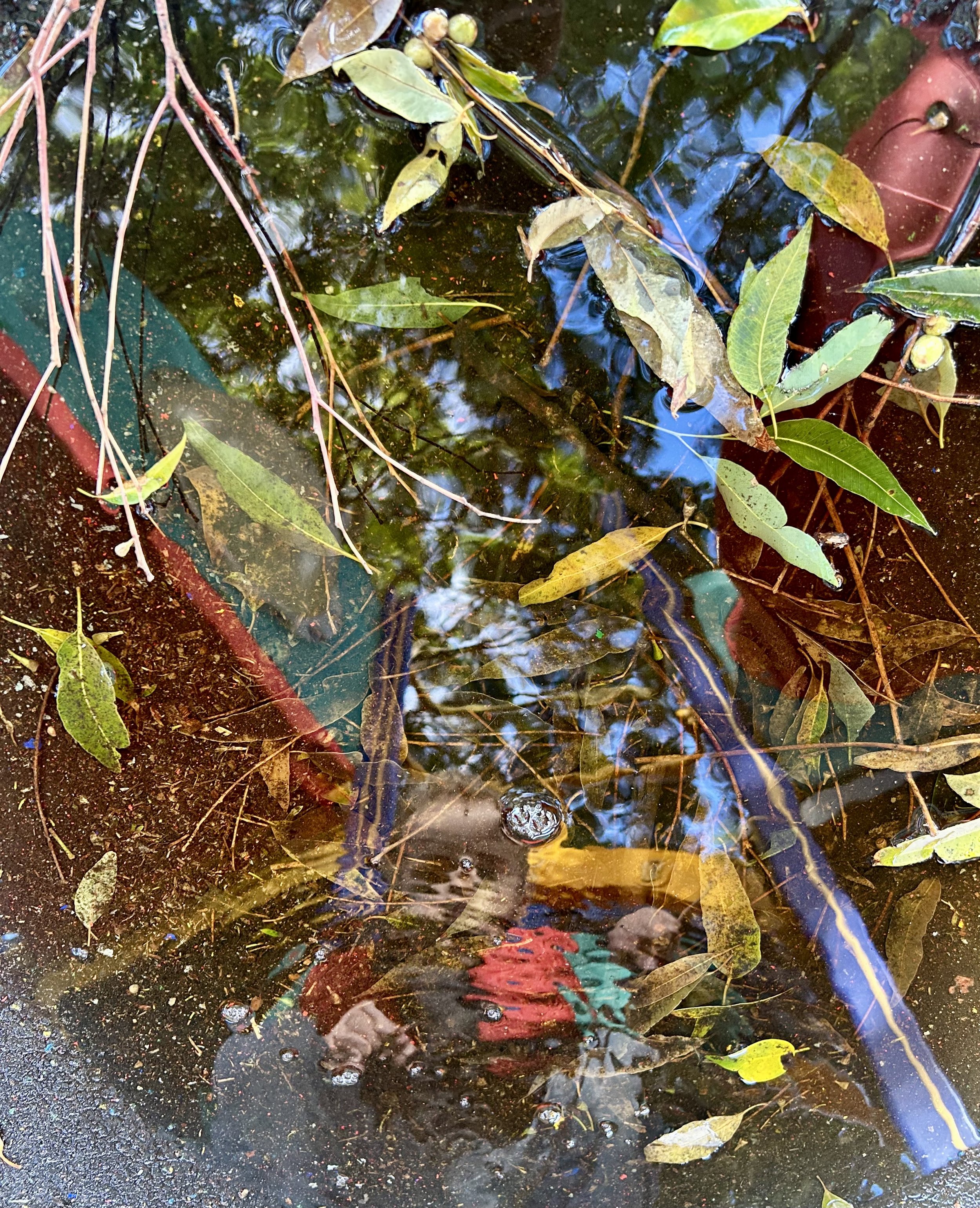 Puddle 1.jpeg