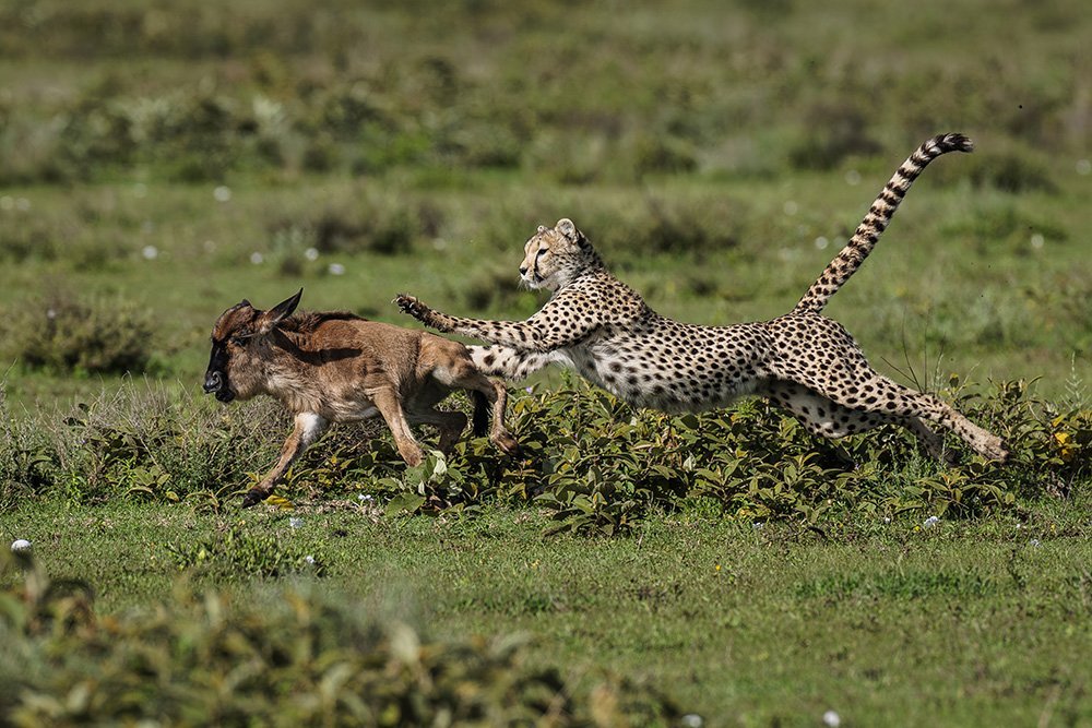 The Hunt-web size.jpg