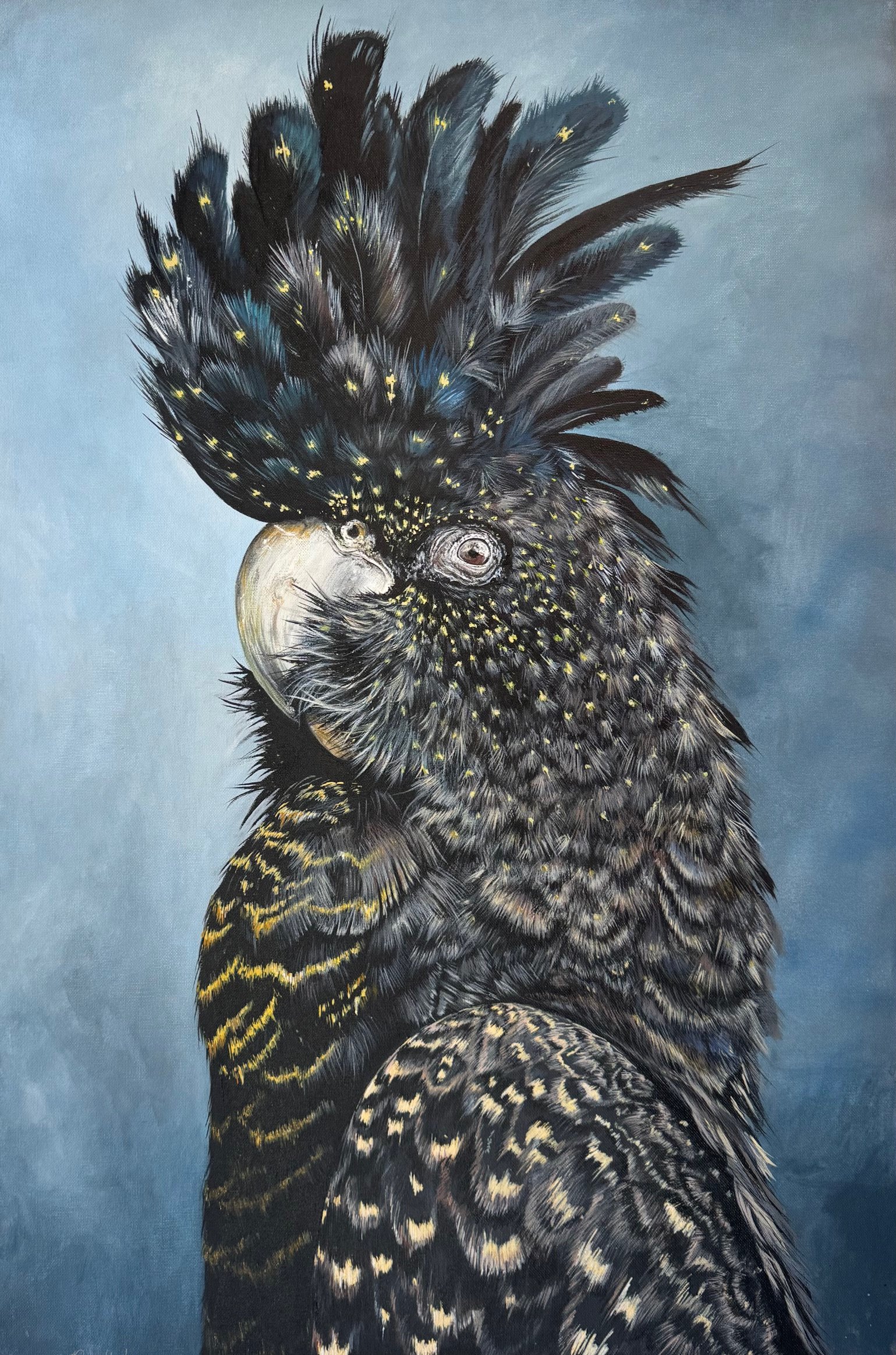 Black Cockatoo