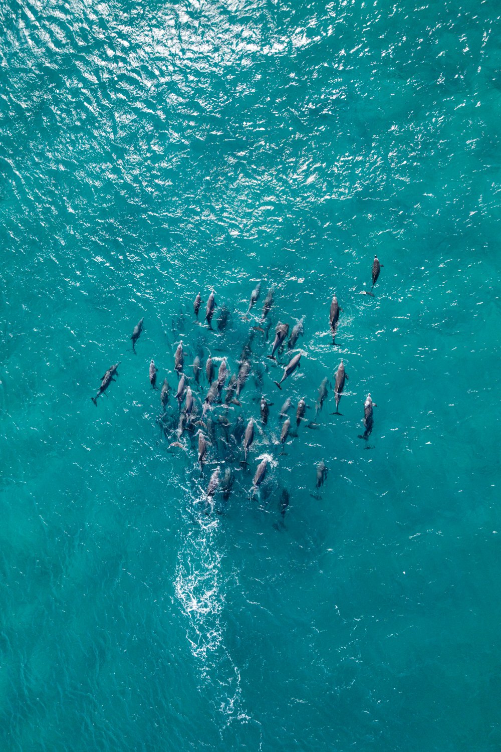 Pod In Motion