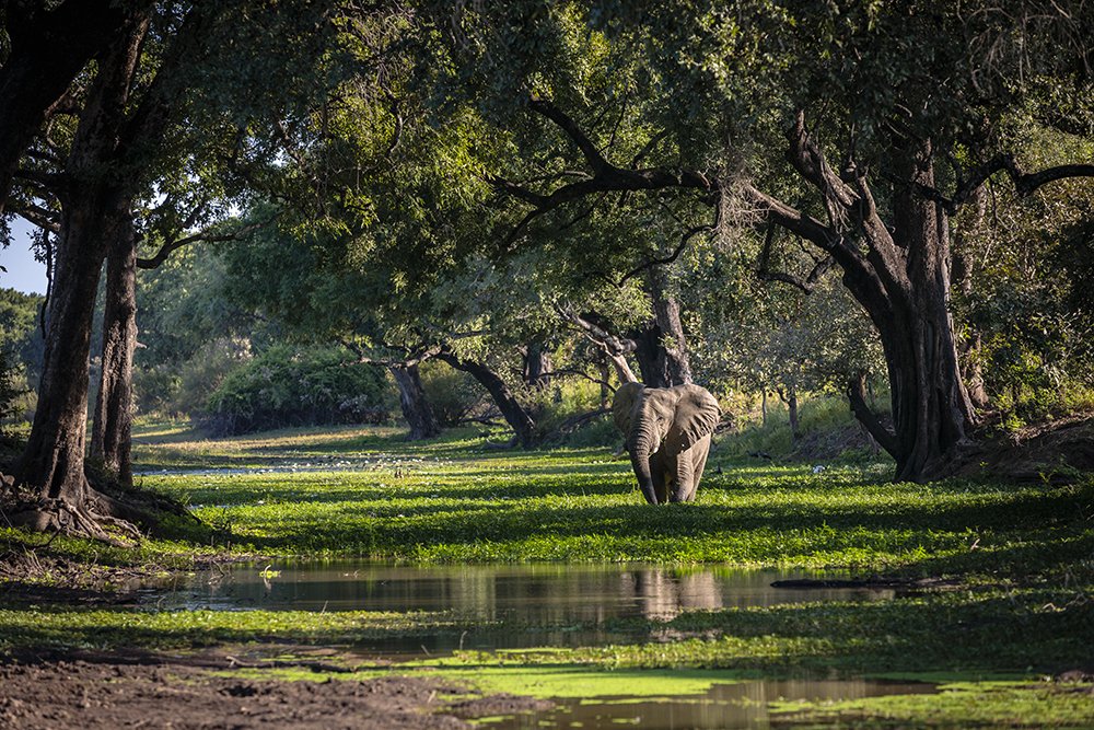 Nsefu Bull-websize.jpg