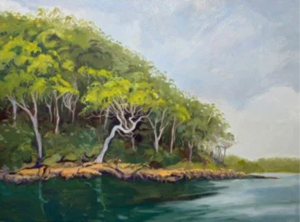 Angophora, Pittwater