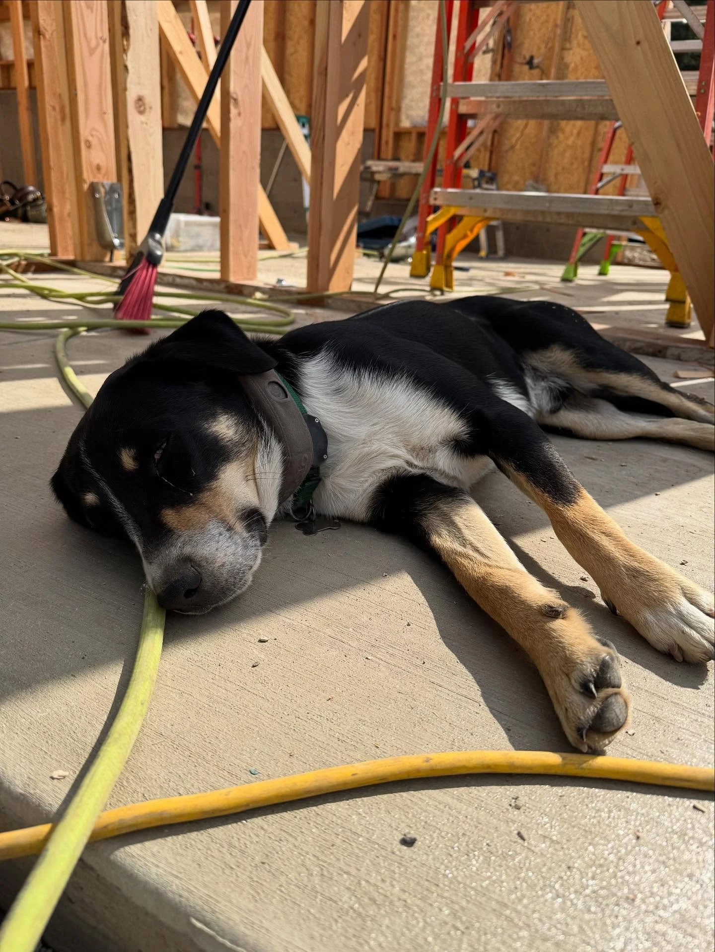 No hard hat, no vest, doesn’t even have basic PPE. SMH #carpentry #construction #dog