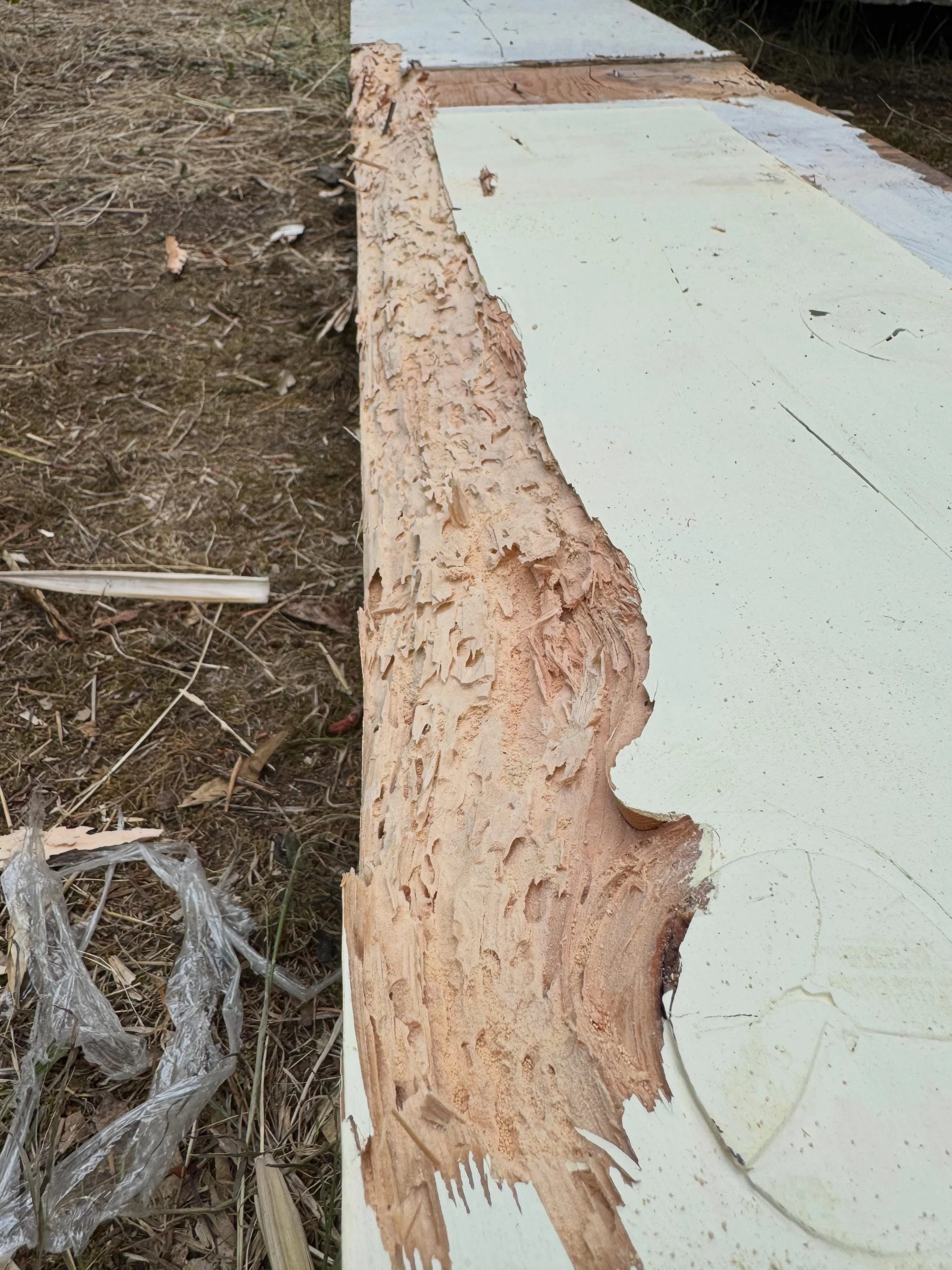 During the course of this project we discovered one of the ridge beams in the roof had been severely damaged by wood-boring pests. With almost no holes on the outside, it only became obvious upon close examination during demo. Fortunately, our top-no