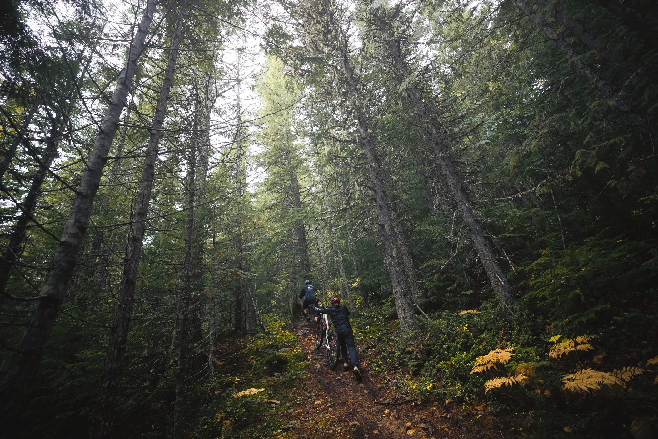 Two mountain bikers riding on a narrow dirt trail through a dense forest with tall trees and green foliage.
