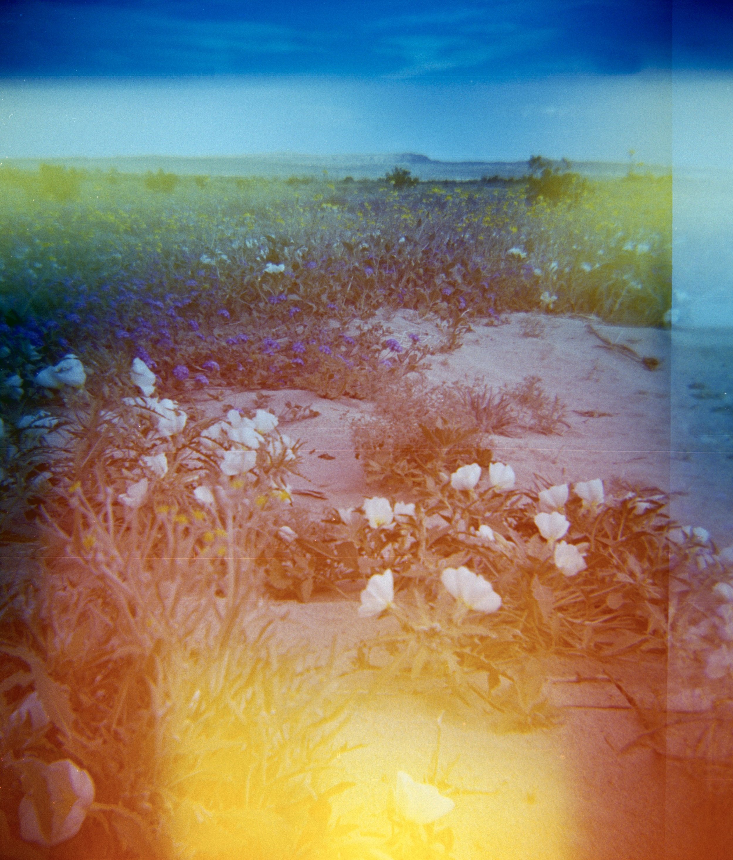 diana 120 with light leaks. anza borrego in march 2024