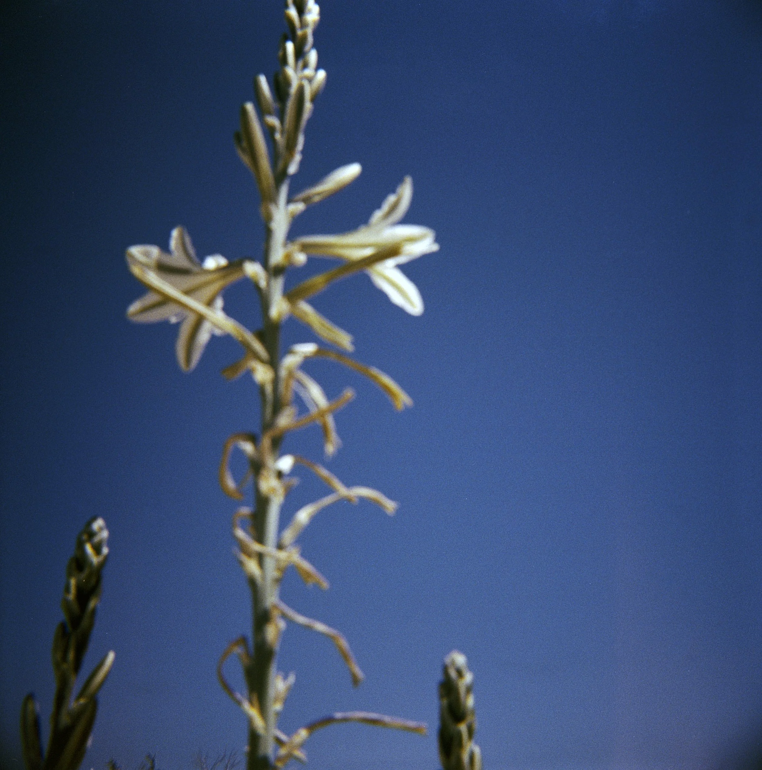 holga 120 - desert lily at the desert lily preserve april 2024