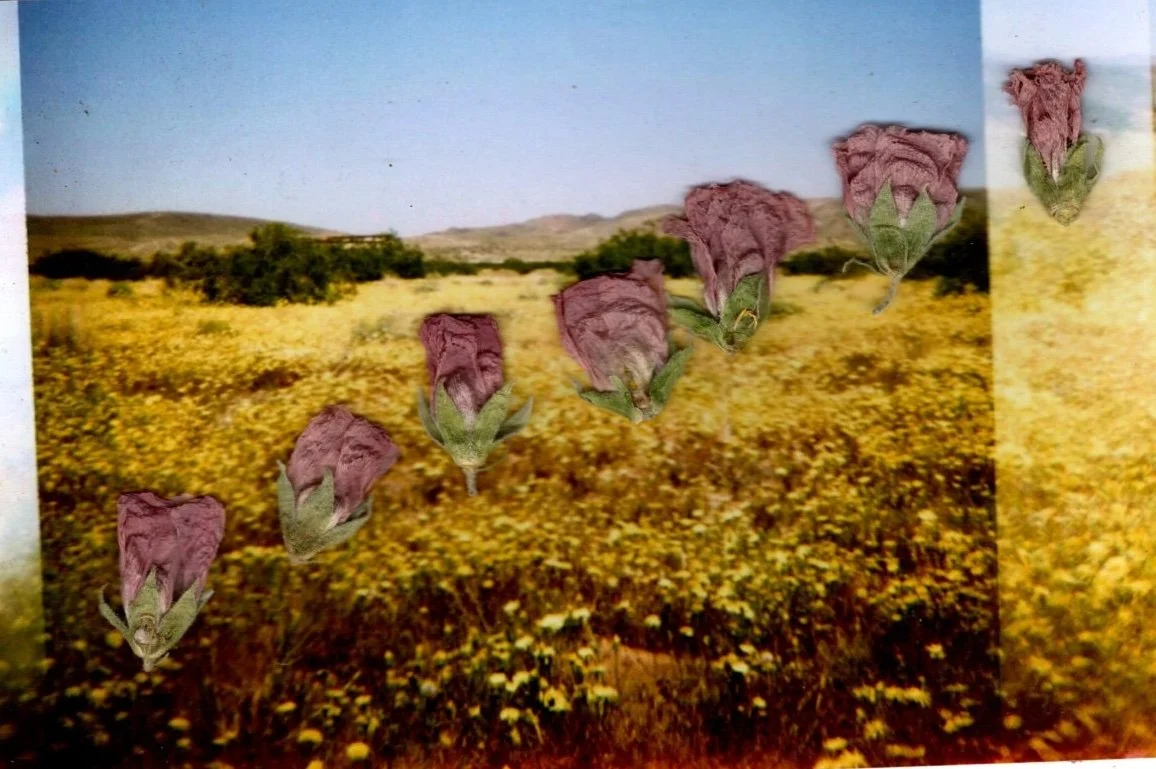 dandelionfieldmallow.jpg