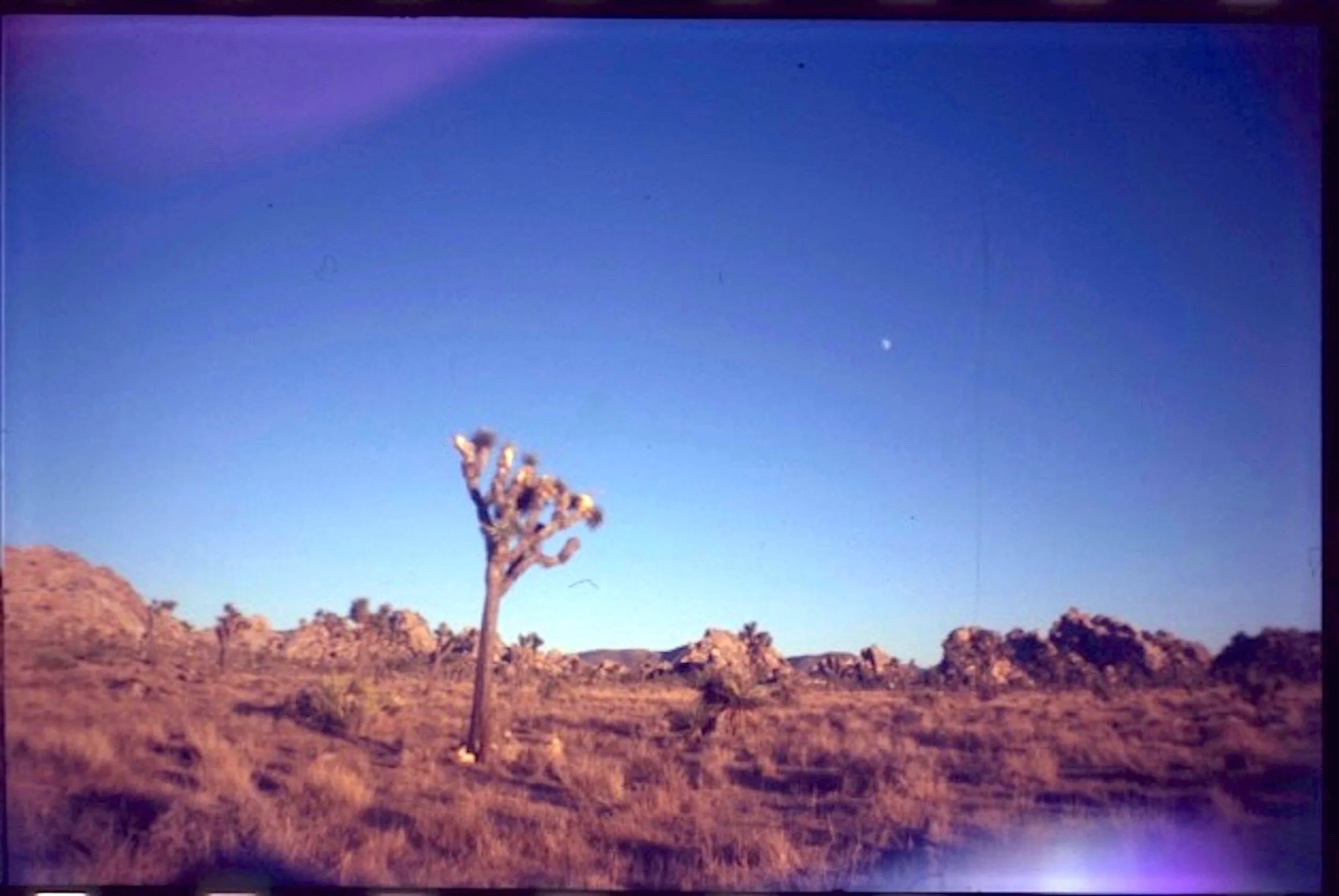 joshua tree on 35mm sensia 100 film
