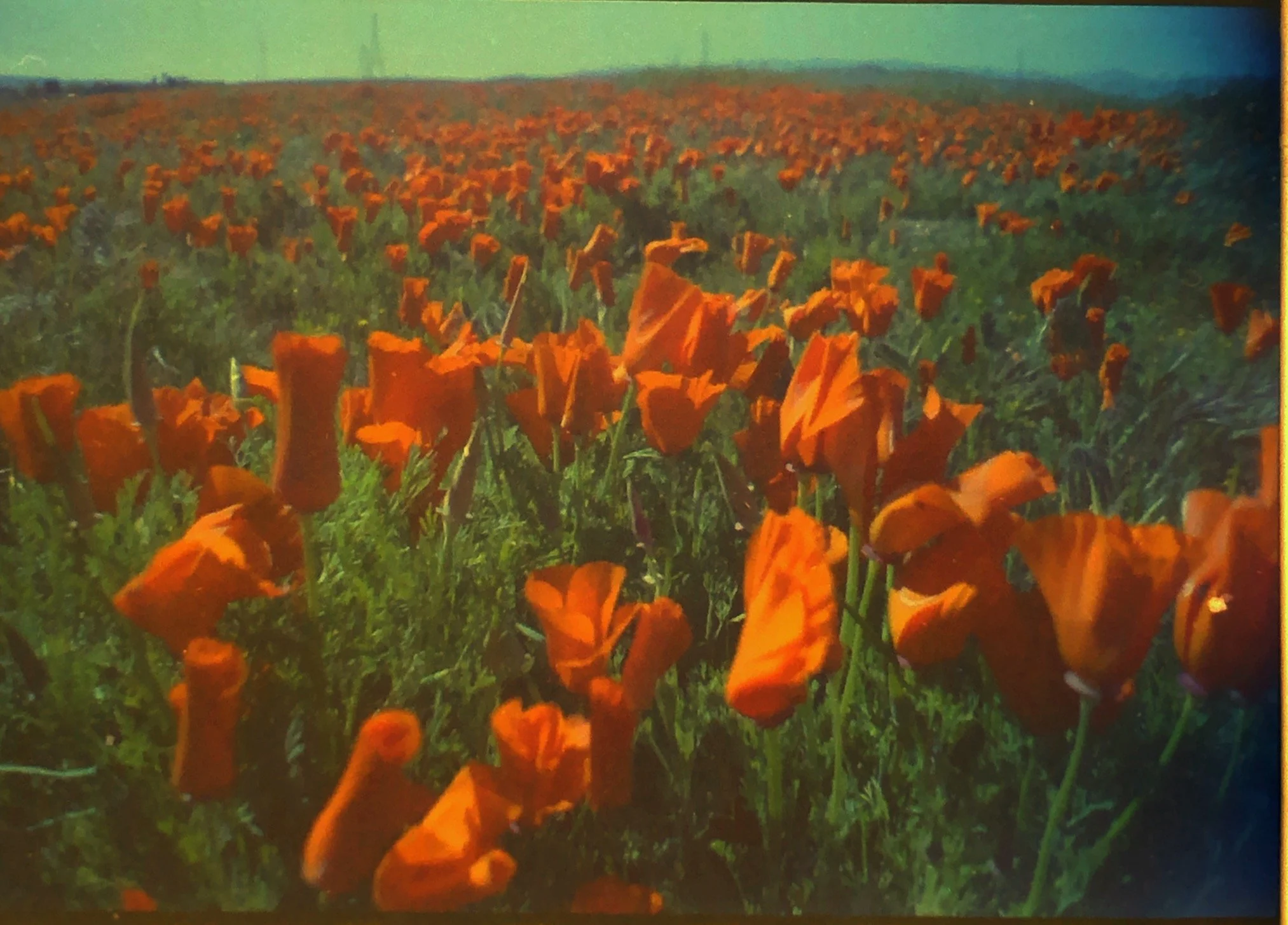 field of poppies, spring 2020, 35mm sardina camera