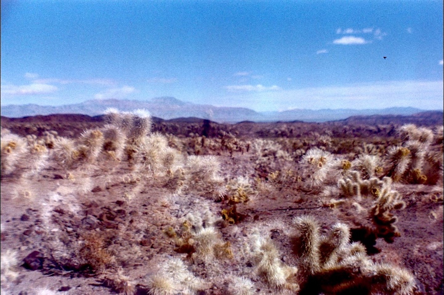 sardina camera double exposure 35mm