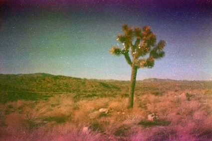 joshua tree on sardina camera color slide film