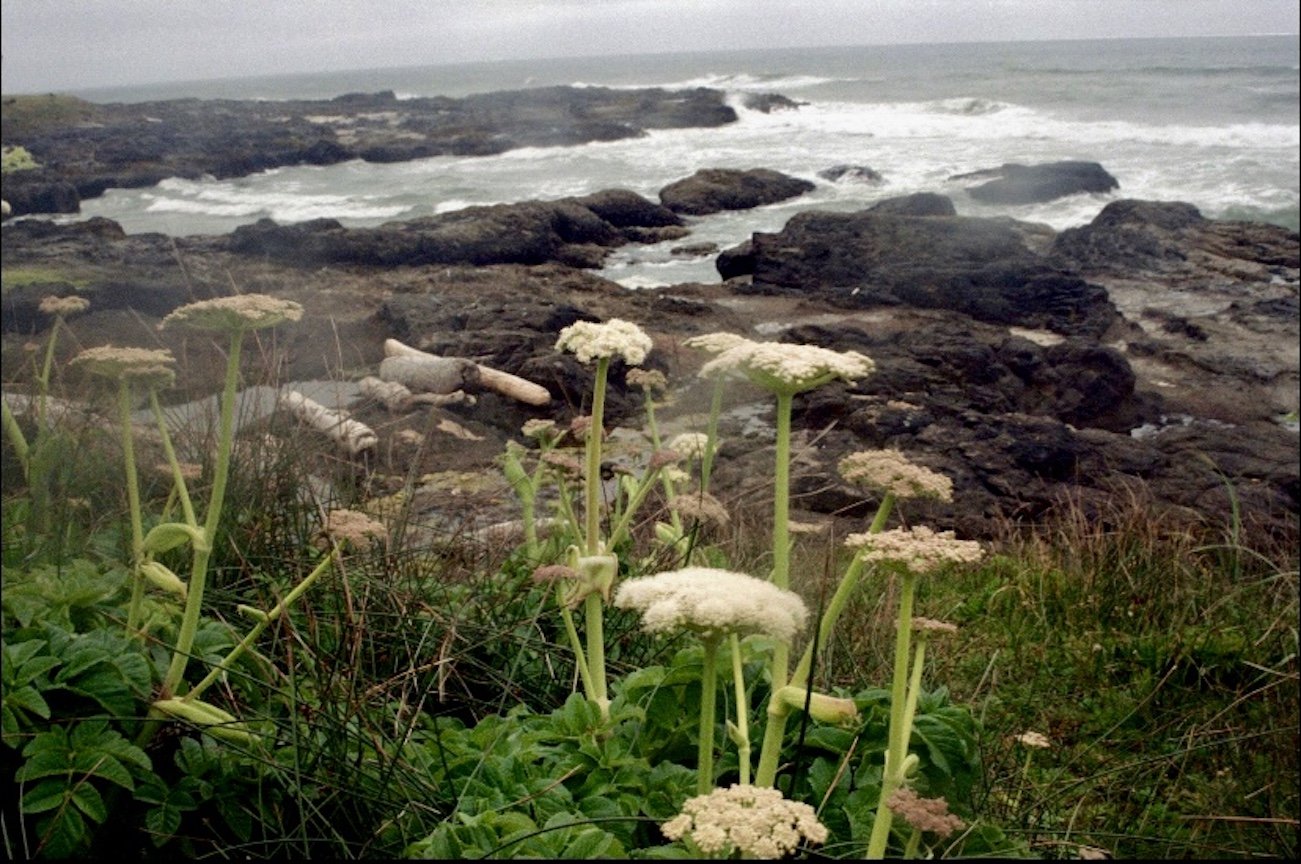 seaside angelica on oregon coast / canon eos 400ISO