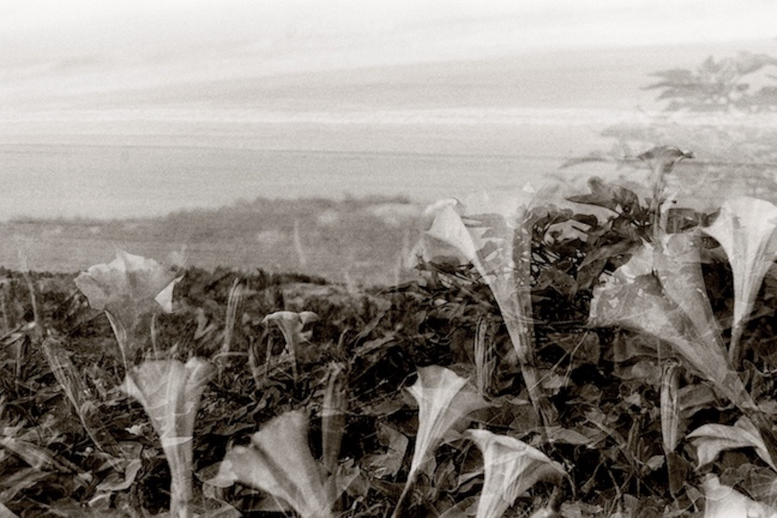 datura on santa monica beach- double exposure on canon eos