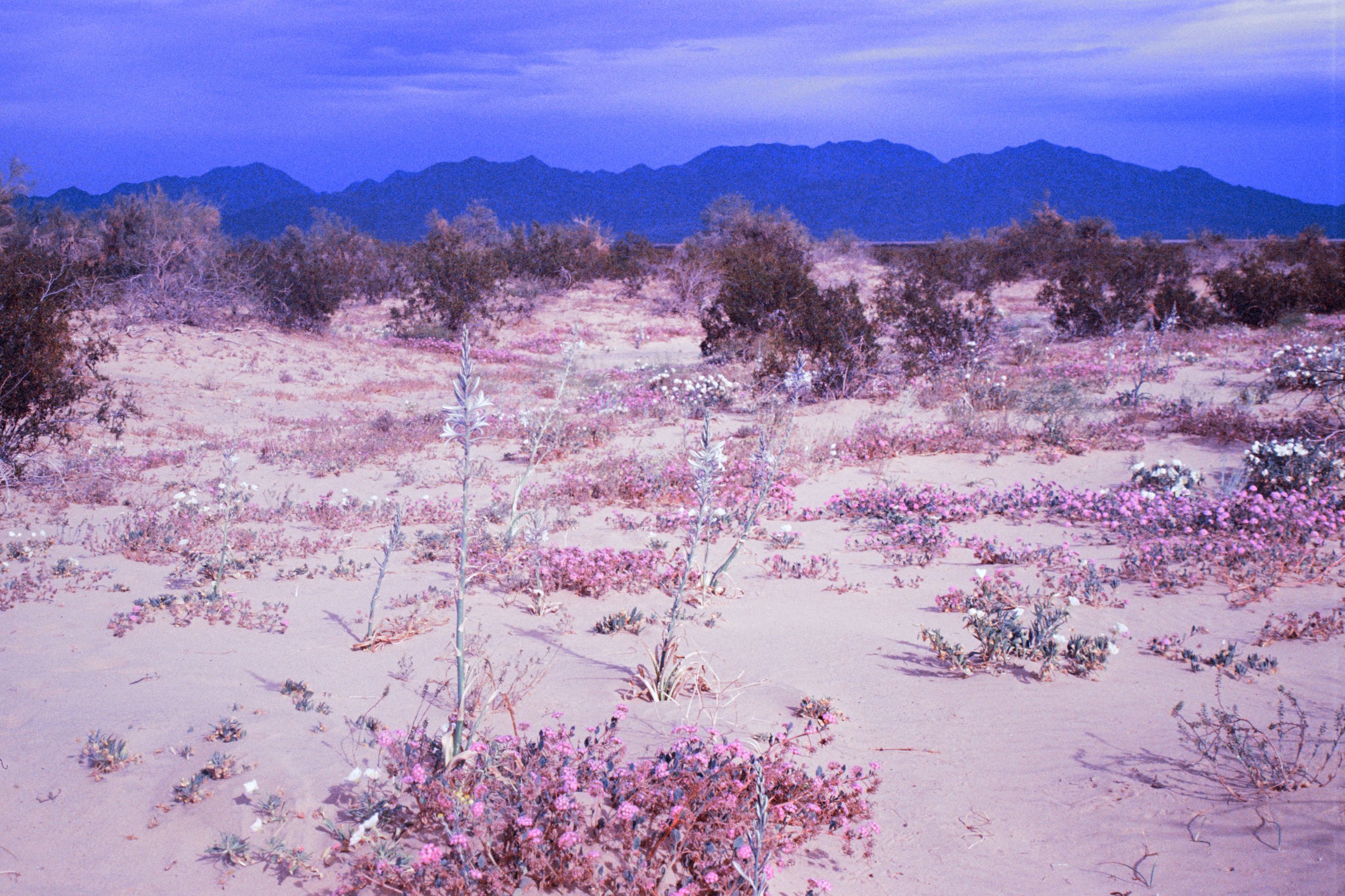 desert lily bloom - expired elitechrome 56 film 35mm