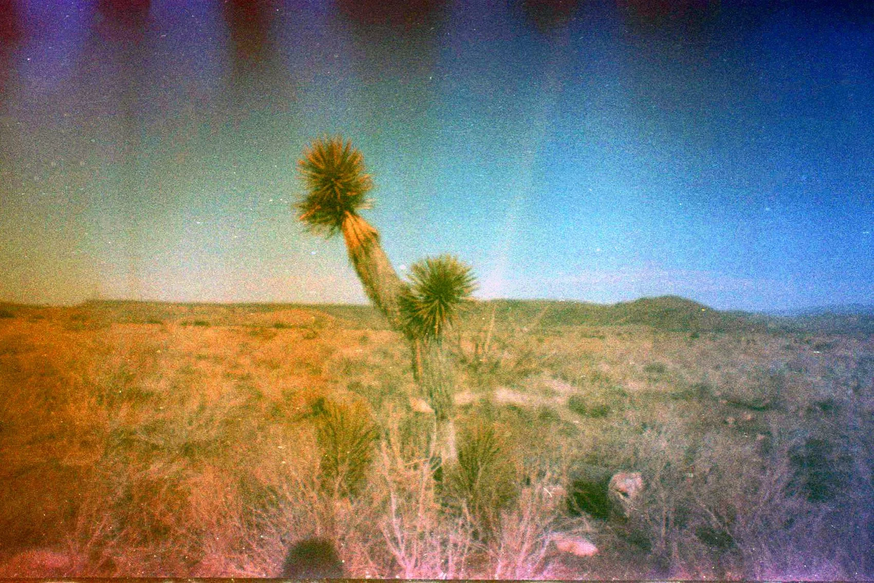 joshua tree on 35mm diana mini with light leaks