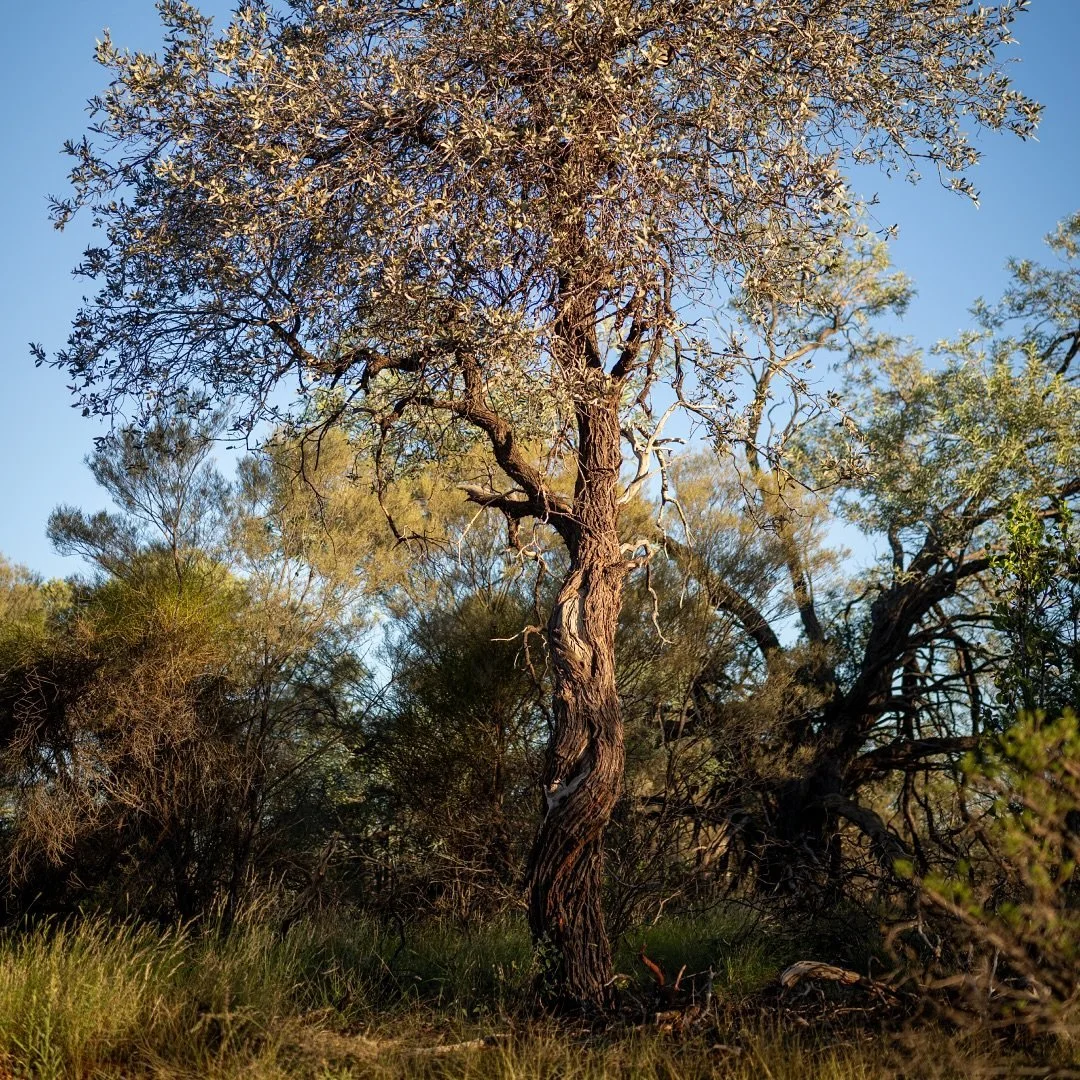 tree.jpg
