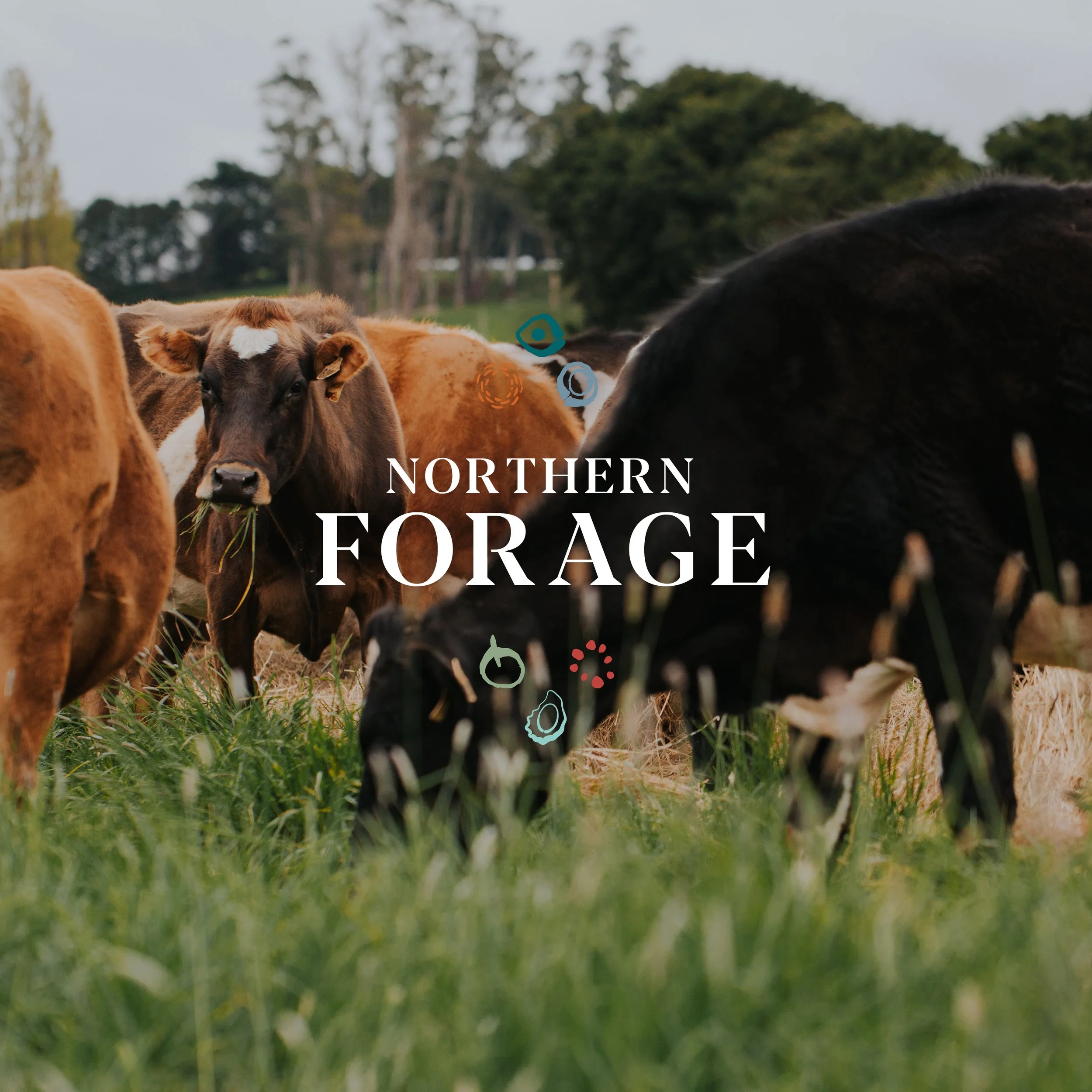 Northern Forage