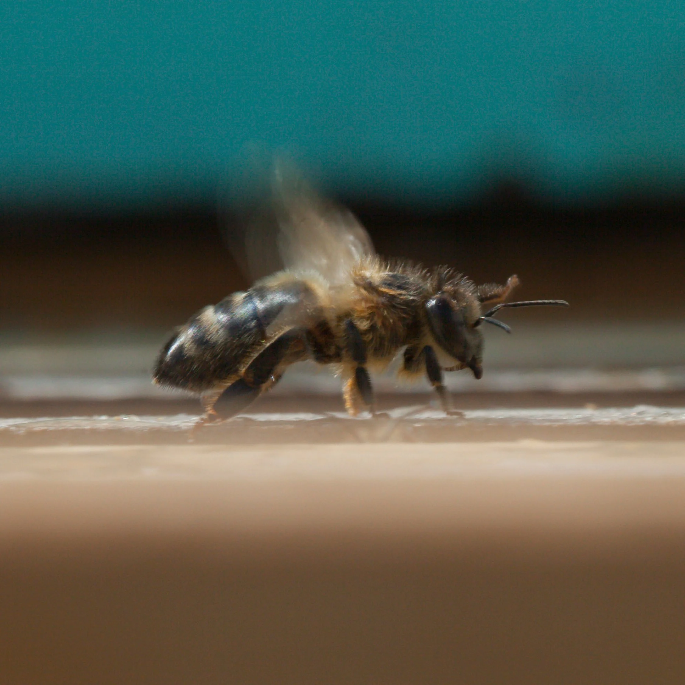Heritage Honey