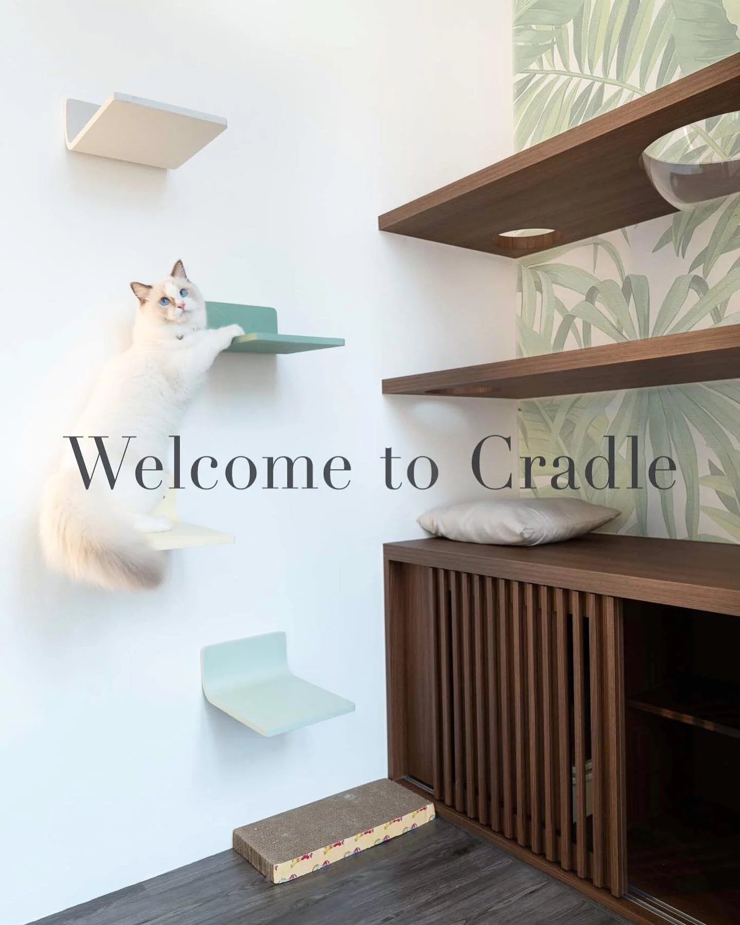 Cradle Cat Hotel Singapore