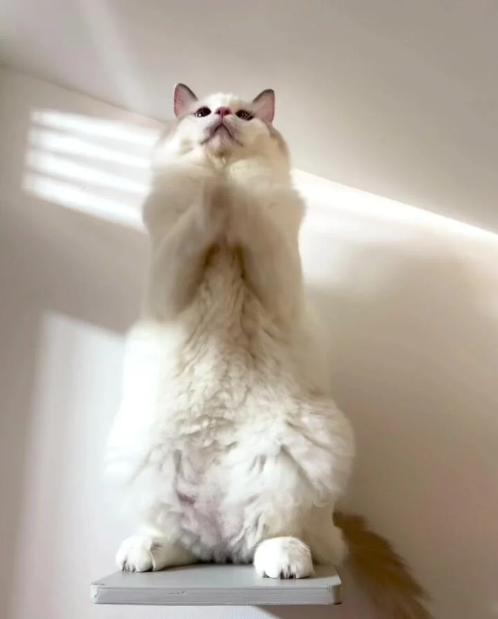 Cradle Cat Hotel Singapore Cat Boarding Services