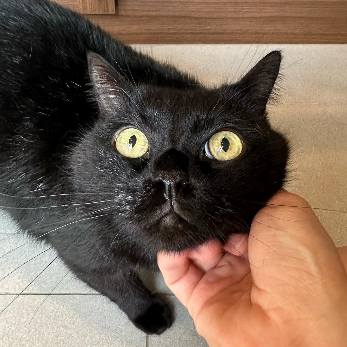 One would probably expect a black cat named Lucifer to be a menace but this Lucifer certainly is the opposite 🥰 he&rsquo;s a sweetie that just wants his face brushing, rubs and treats all the time. #blackcatsmatter