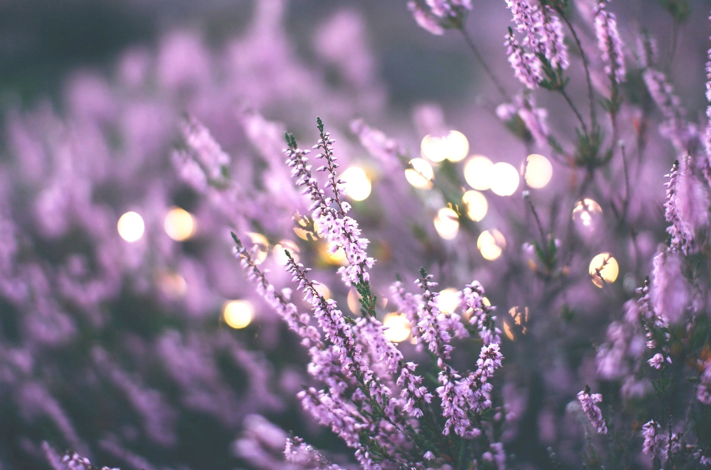 Gnostic Grimoire - Lavender 10g