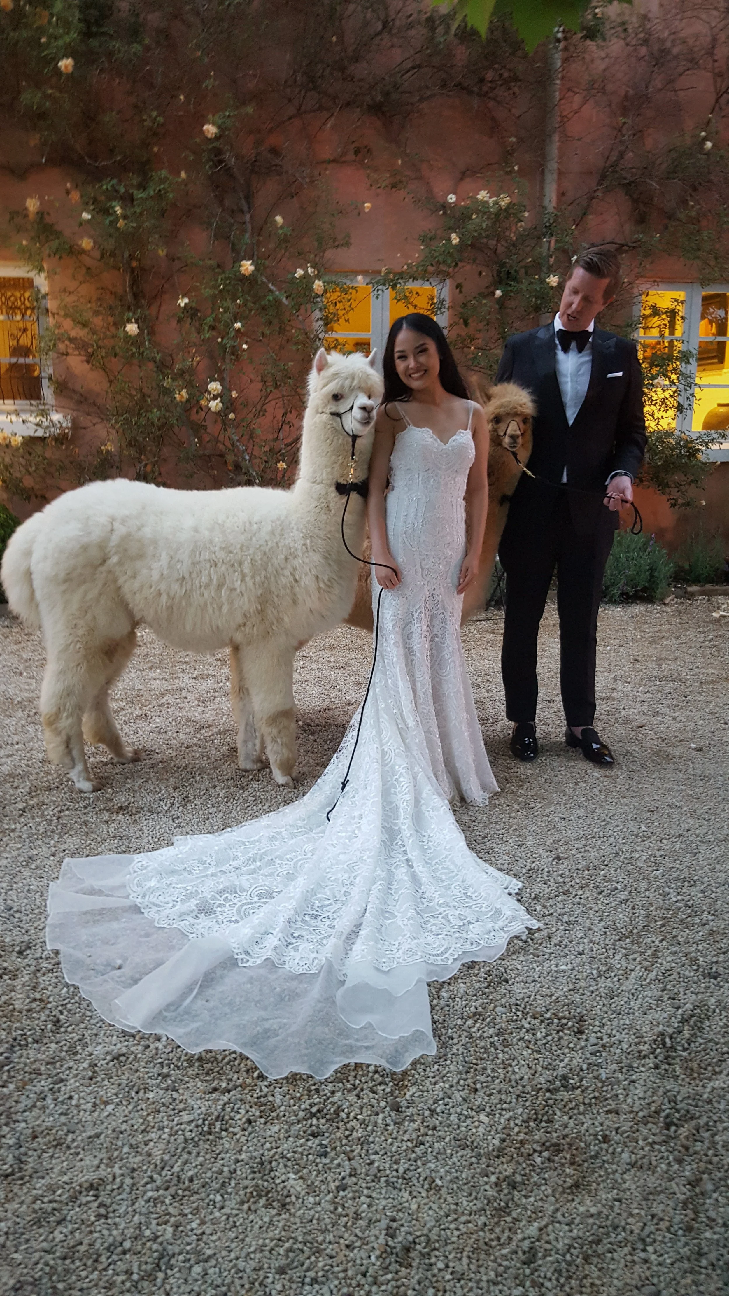 alpaca_kisses (1).jpg