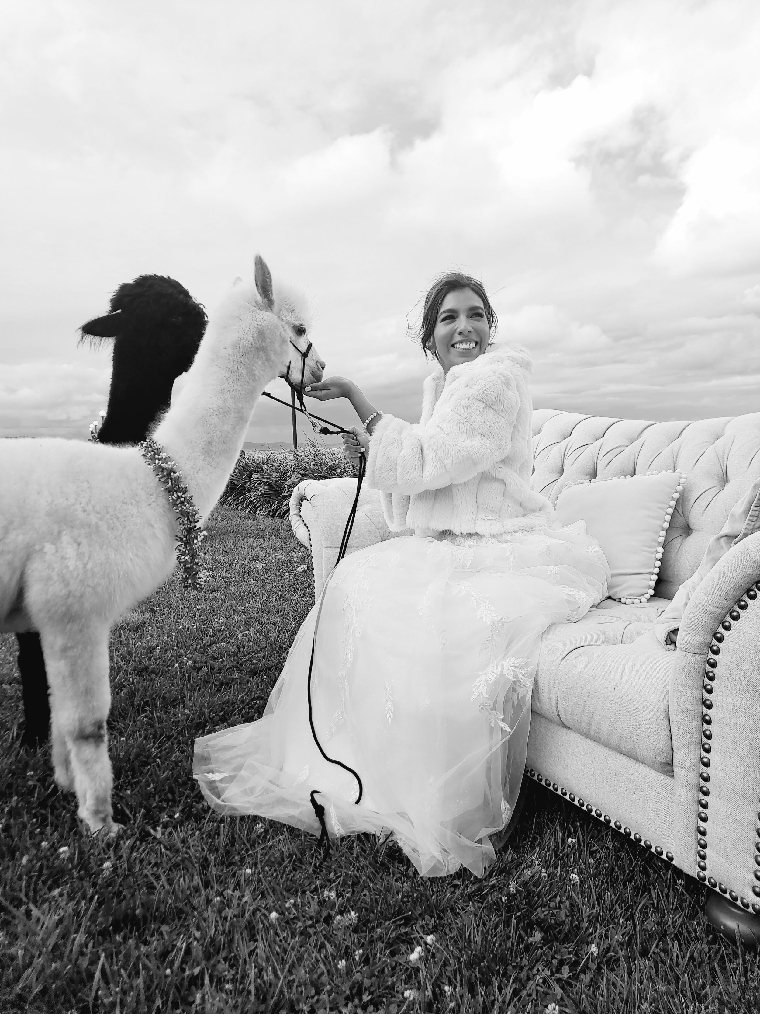 alpaca_kisses (2).jpg